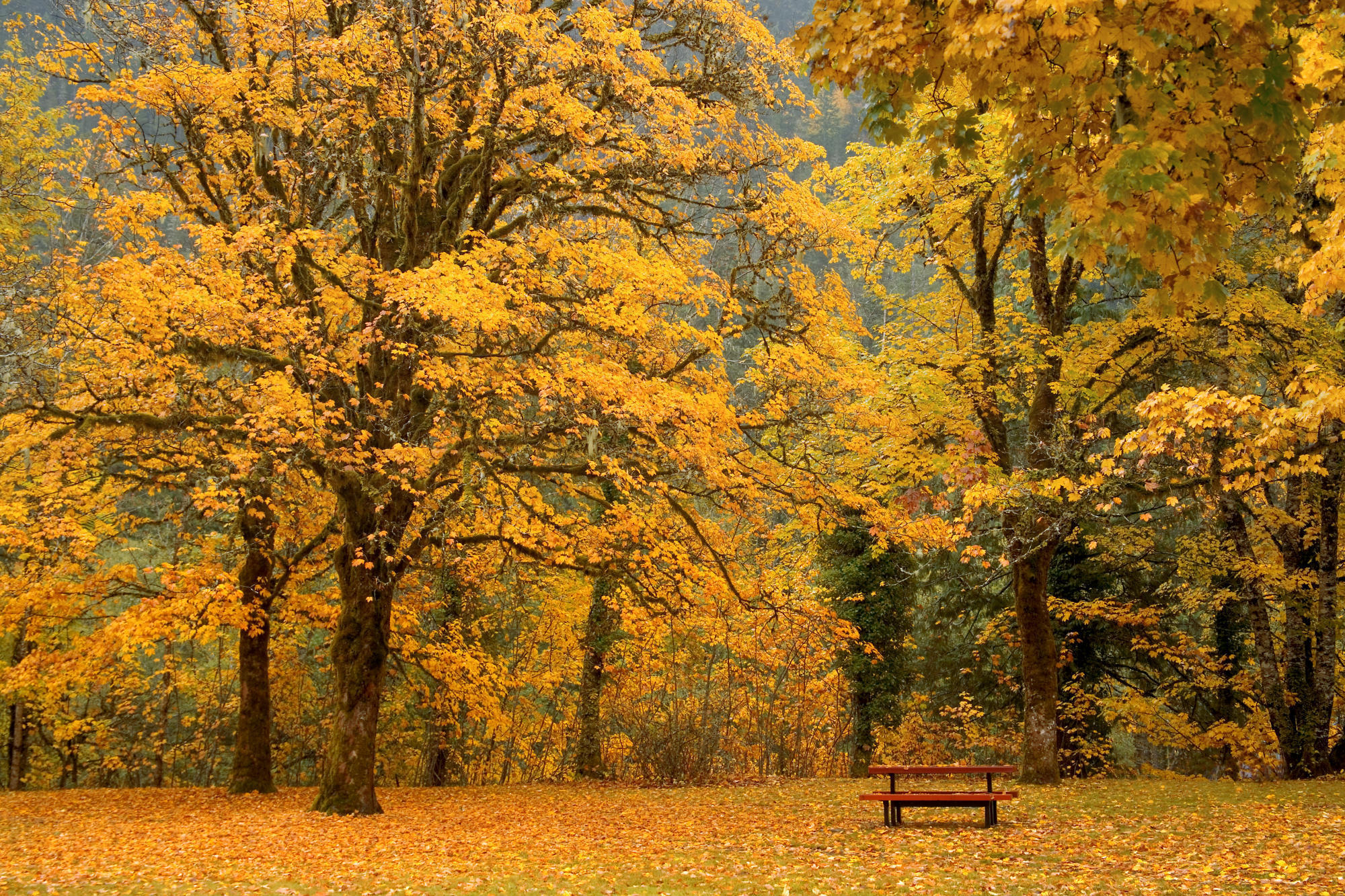 Обои листья, осень, скамейка, leaves, autumn, bench разрешение 2000x1333 Загрузить