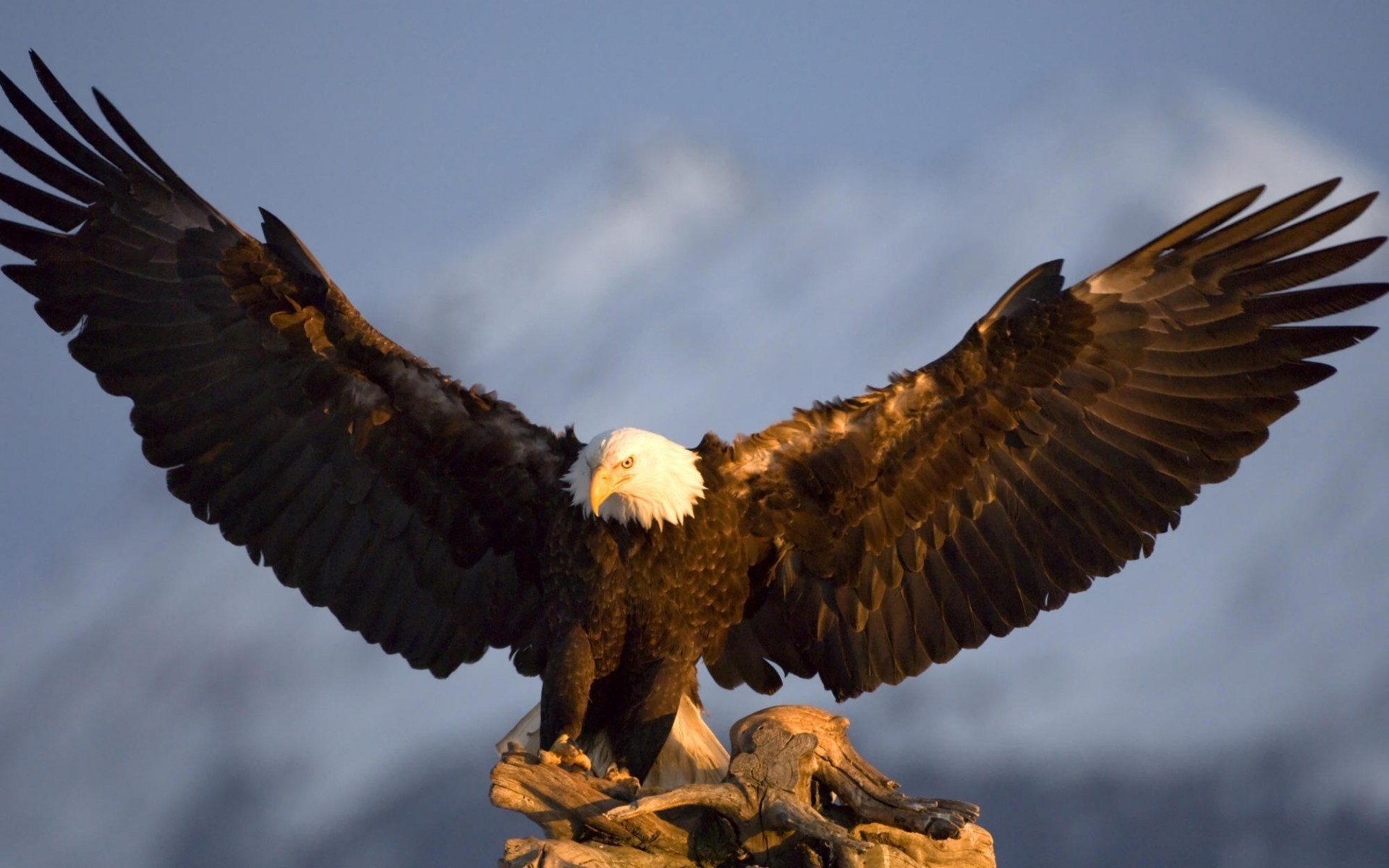 Обои крылья, орел, птица, аляска, в горах, wings, eagle, bird, alaska, in the mountains разрешение 1920x1200 Загрузить