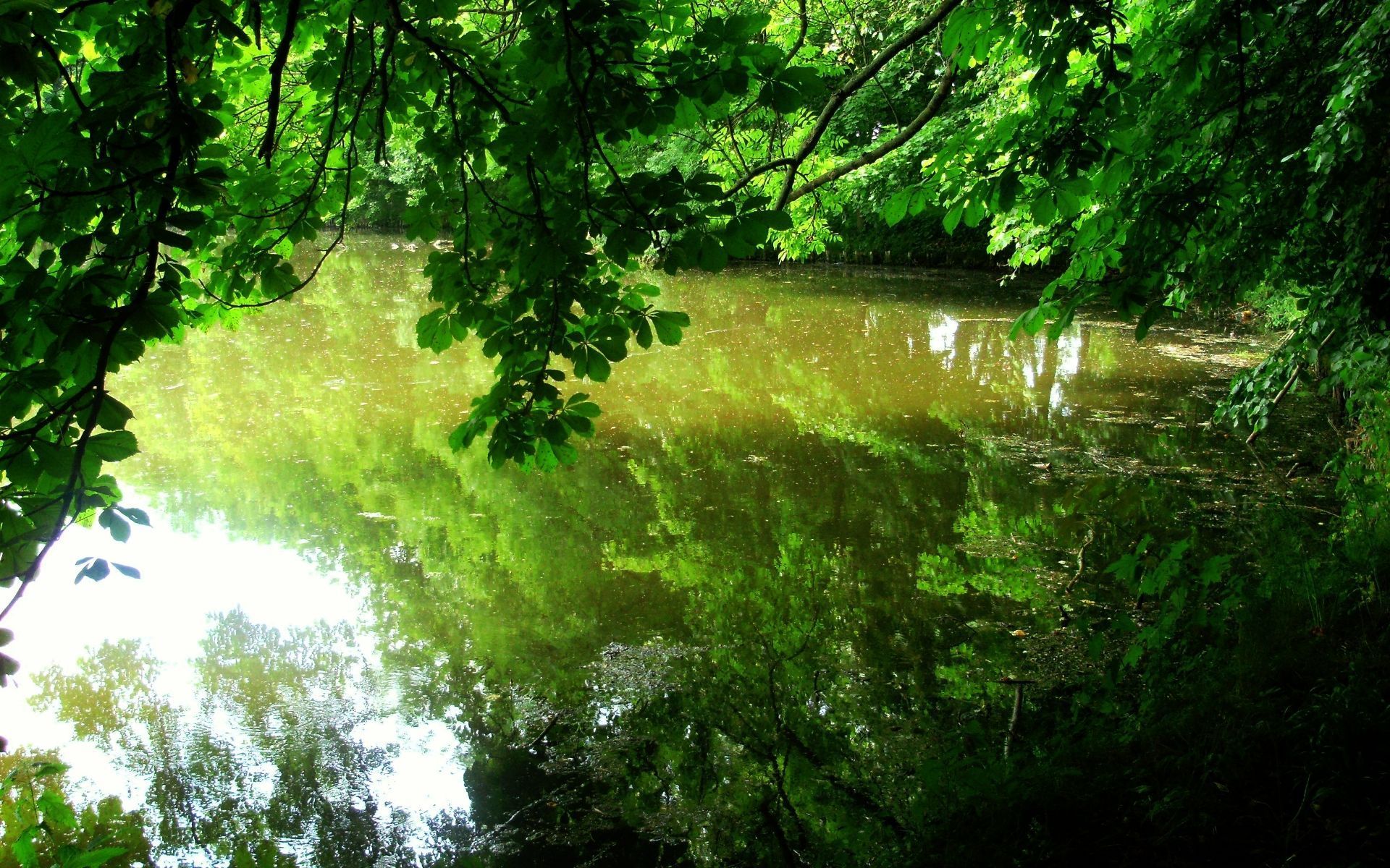 природа река трава деревья отражение скачать