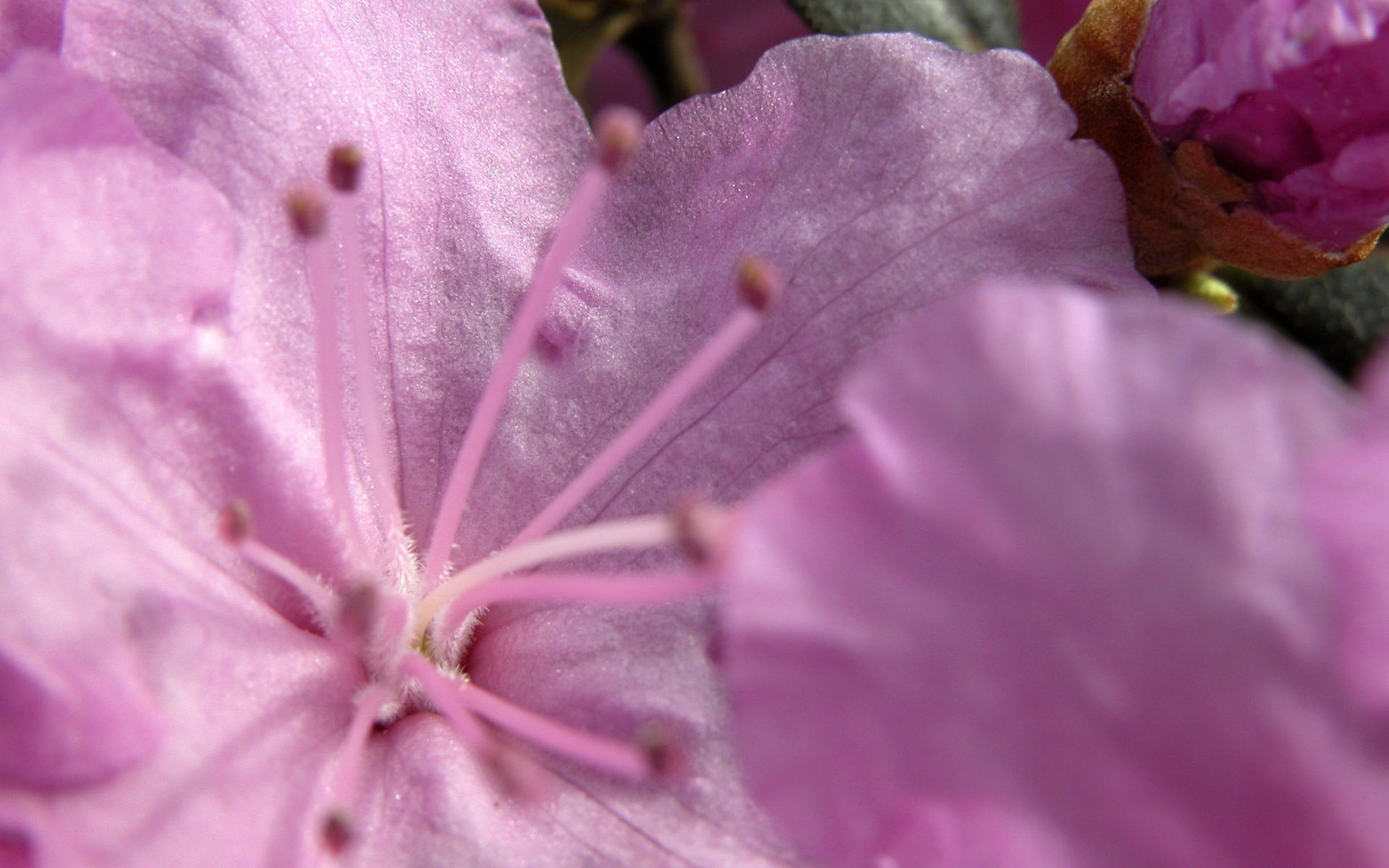 Обои макро, цветок, лепестки, тычинки, розовый, нежный, macro, flower, petals, stamens, pink, gentle разрешение 1920x1200 Загрузить
