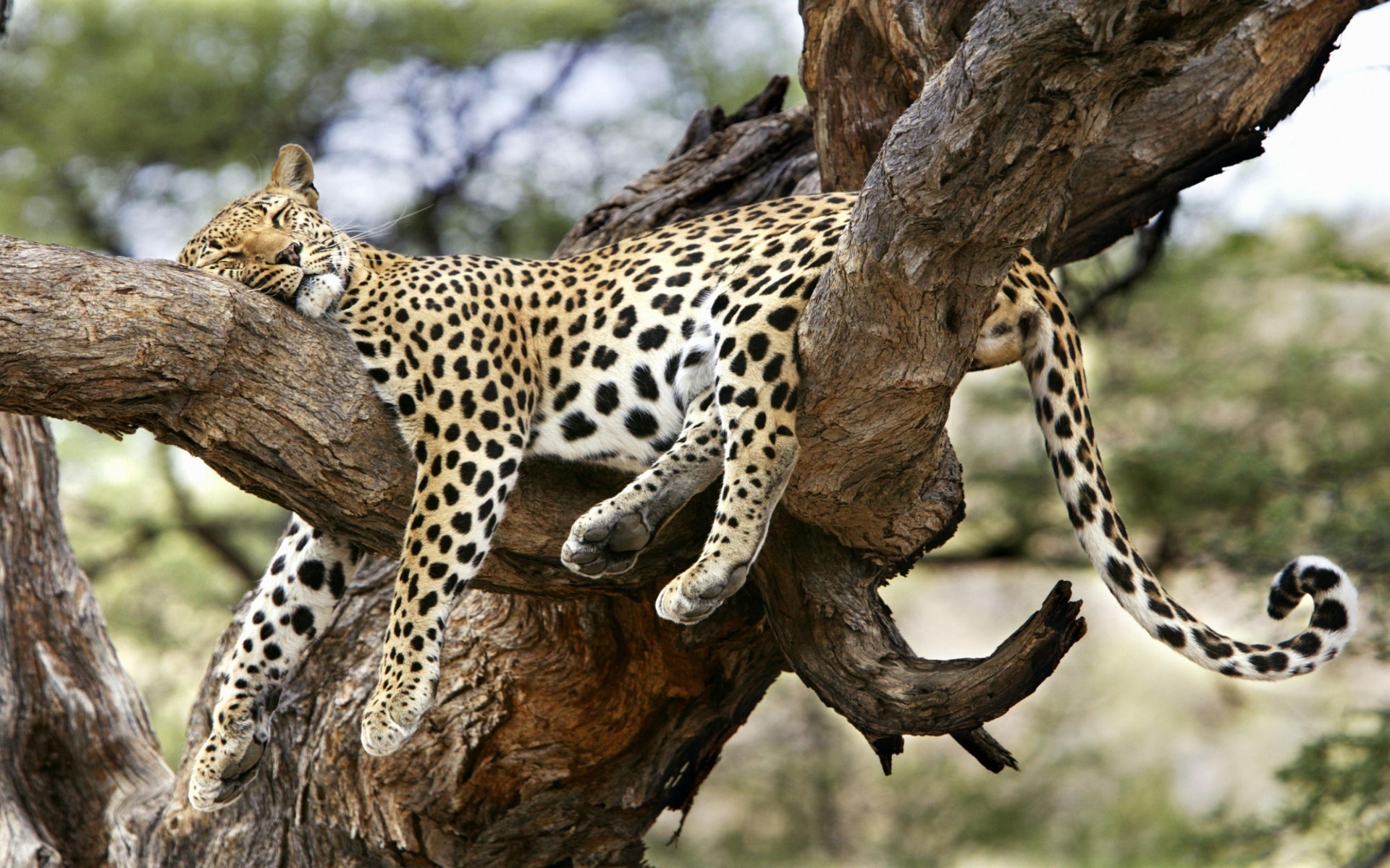 Обои дерево, сон, леопард, удобный, спящий леопард, tree, sleep, leopard, convenient, sleeping leopard разрешение 1920x1200 Загрузить