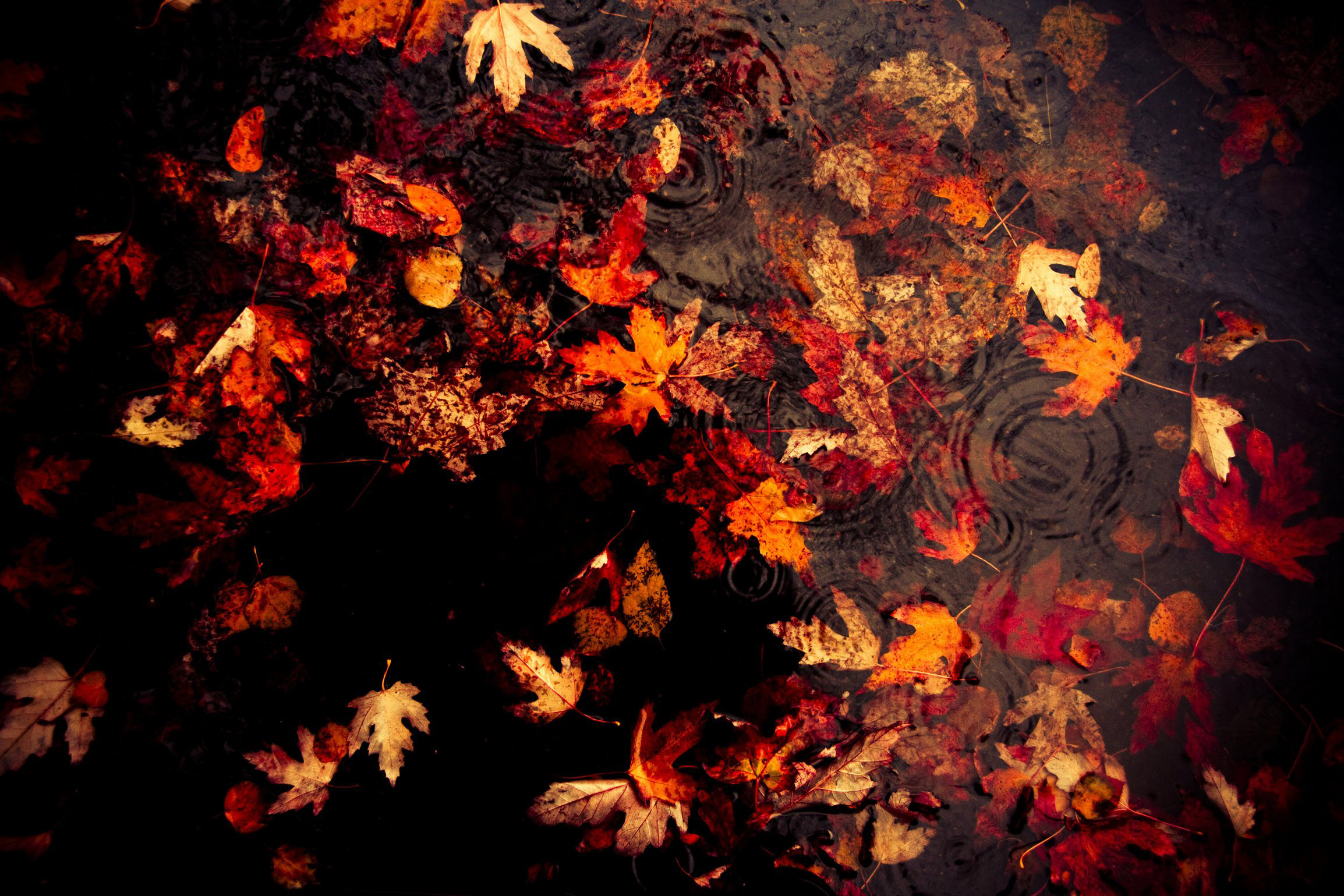 природа лист осень загрузить