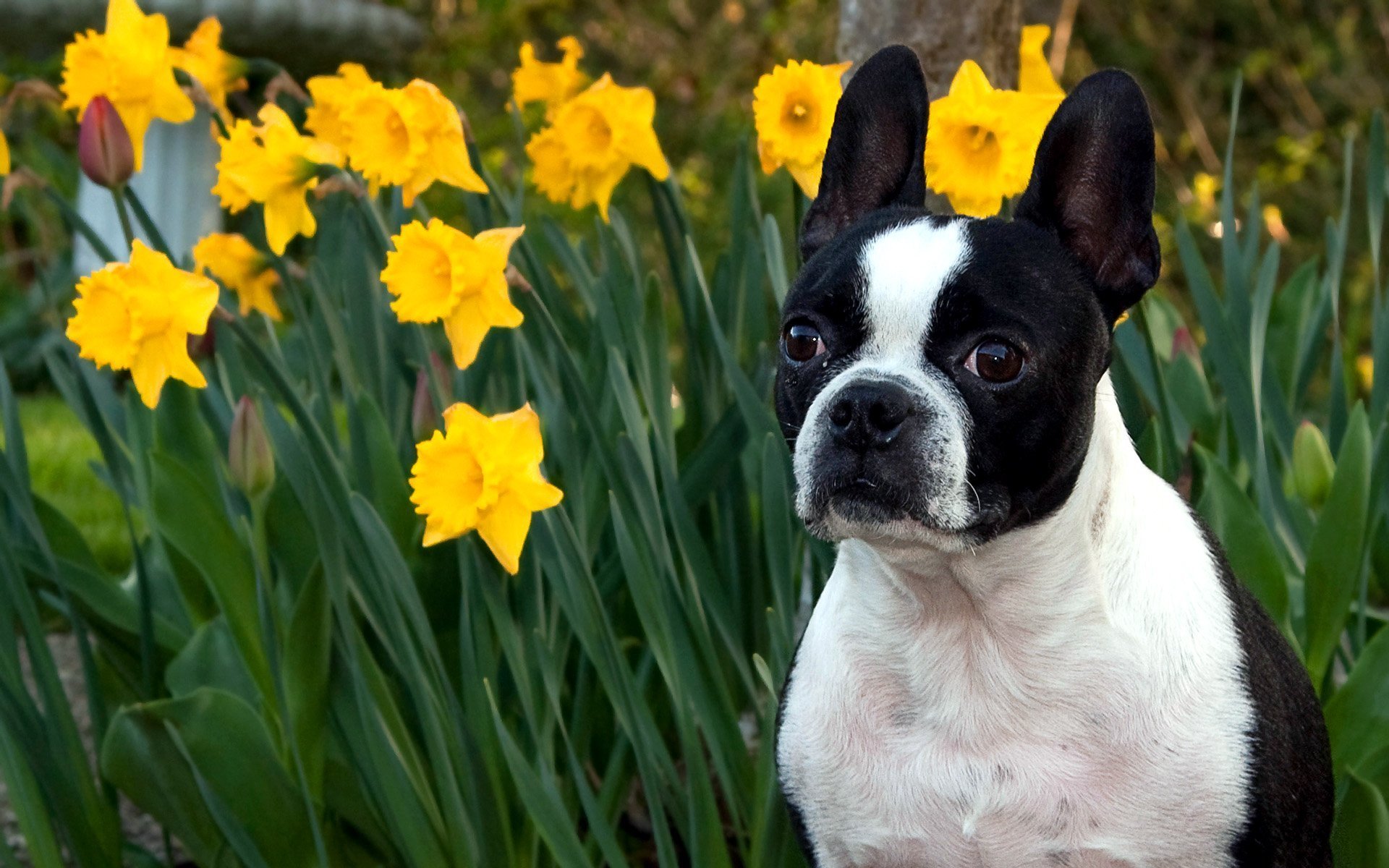 Обои морда, цветы, макро, нарциссы, face, flowers, macro, daffodils разрешение 1920x1200 Загрузить