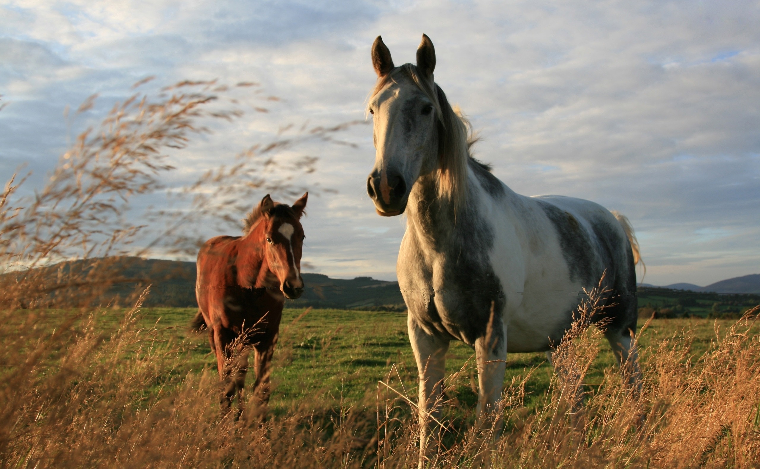 Картинки лошадей на заставку. Крапчатый Мустанг. Лошади. Лошади на природе. Лошадь в поле.