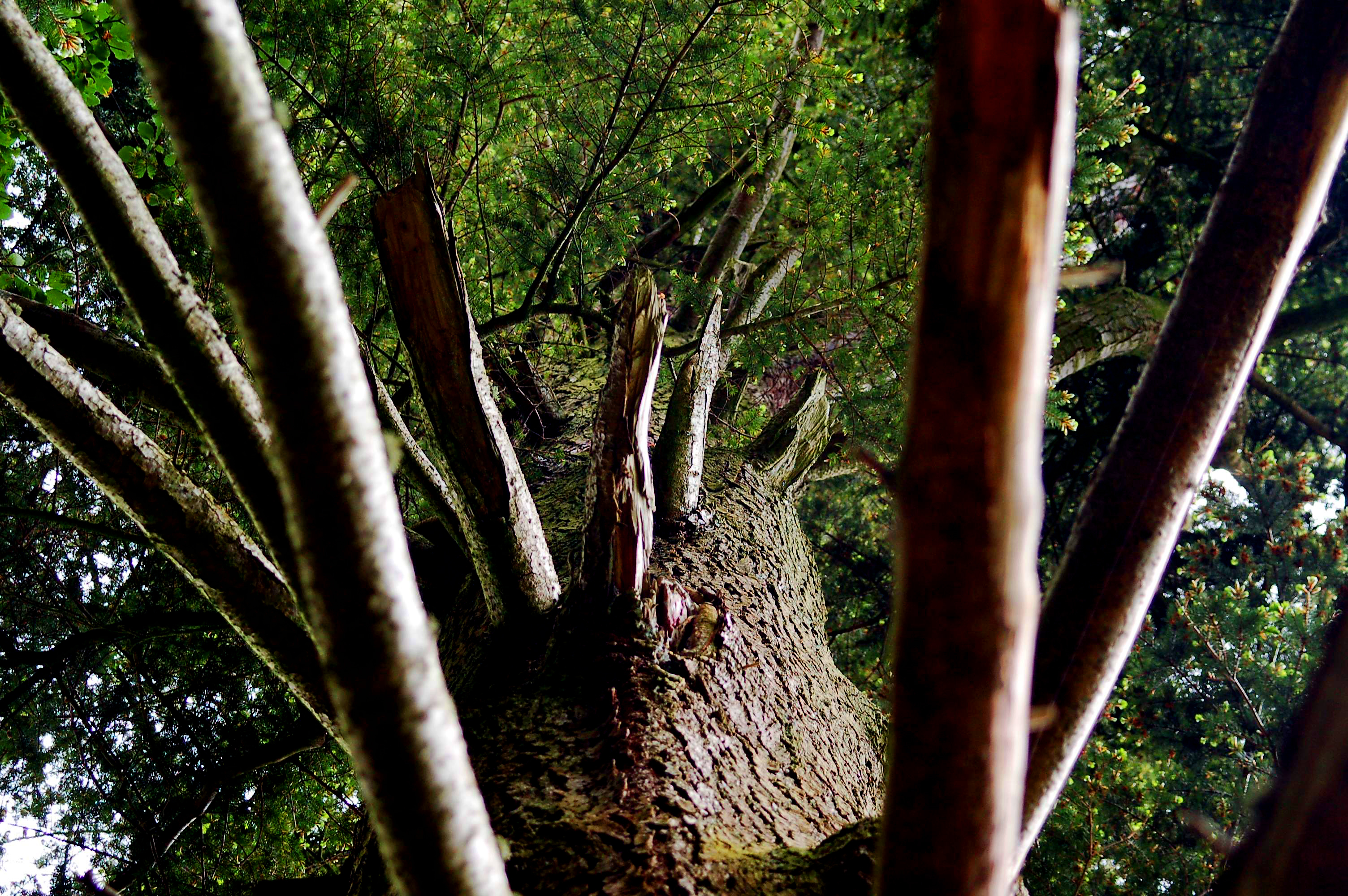 лес деревья ствол кора фокус скачать
