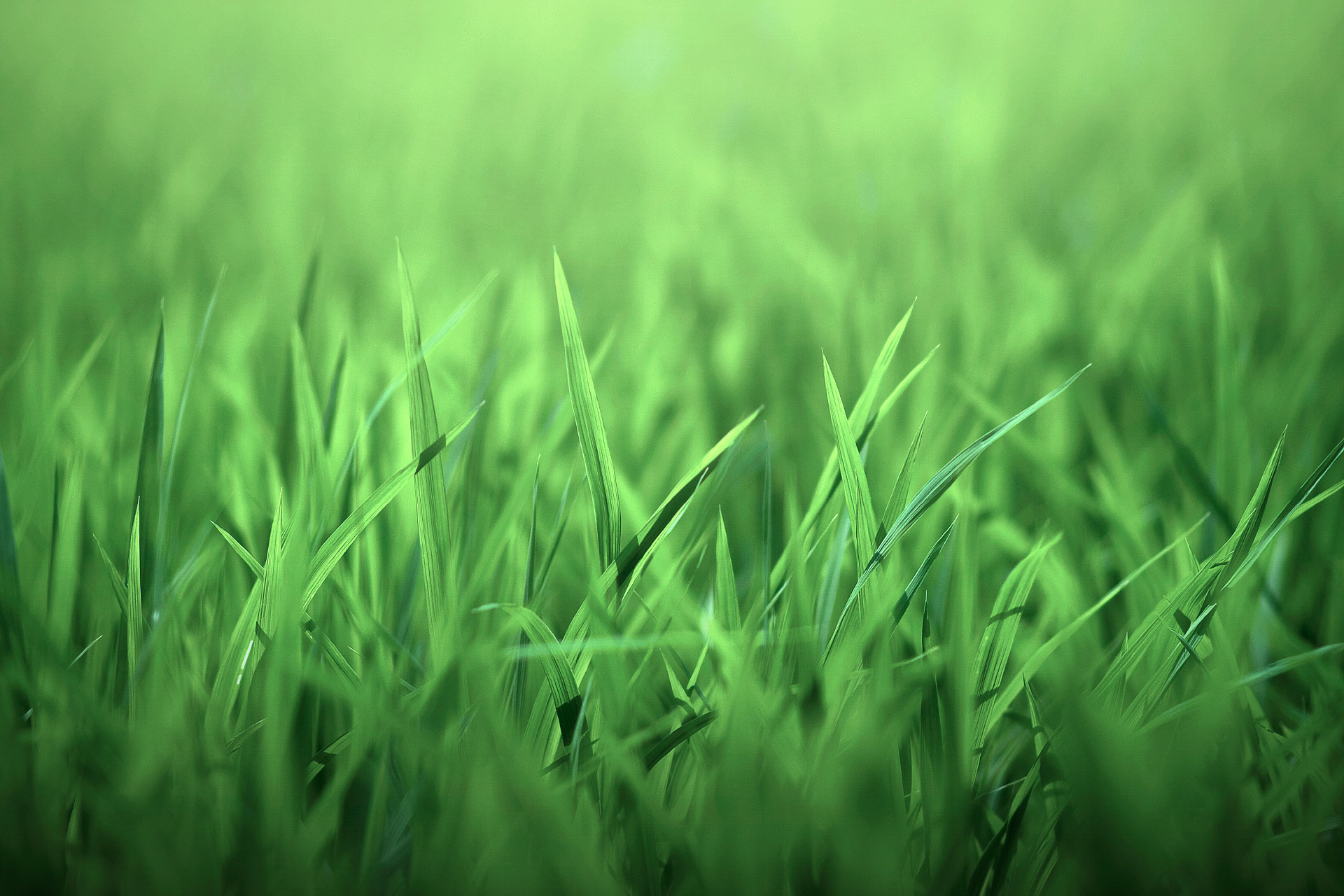 Обои трава, природа, листочки, зеленая, grass, nature, leaves, green разрешение 1920x1280 Загрузить