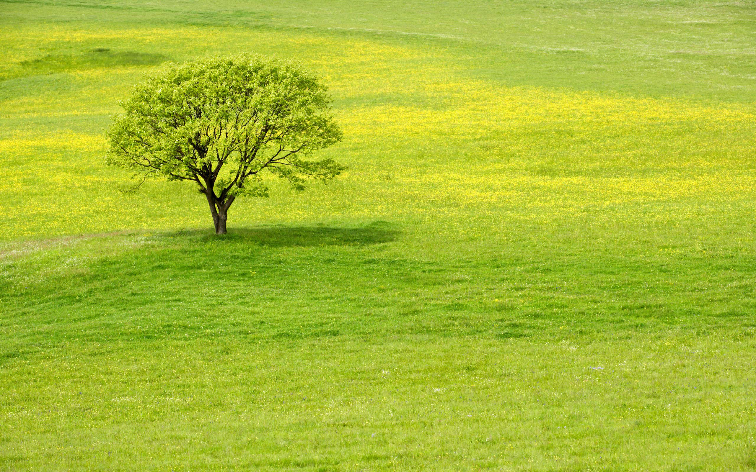 луг трава деревья природа солнце скачать