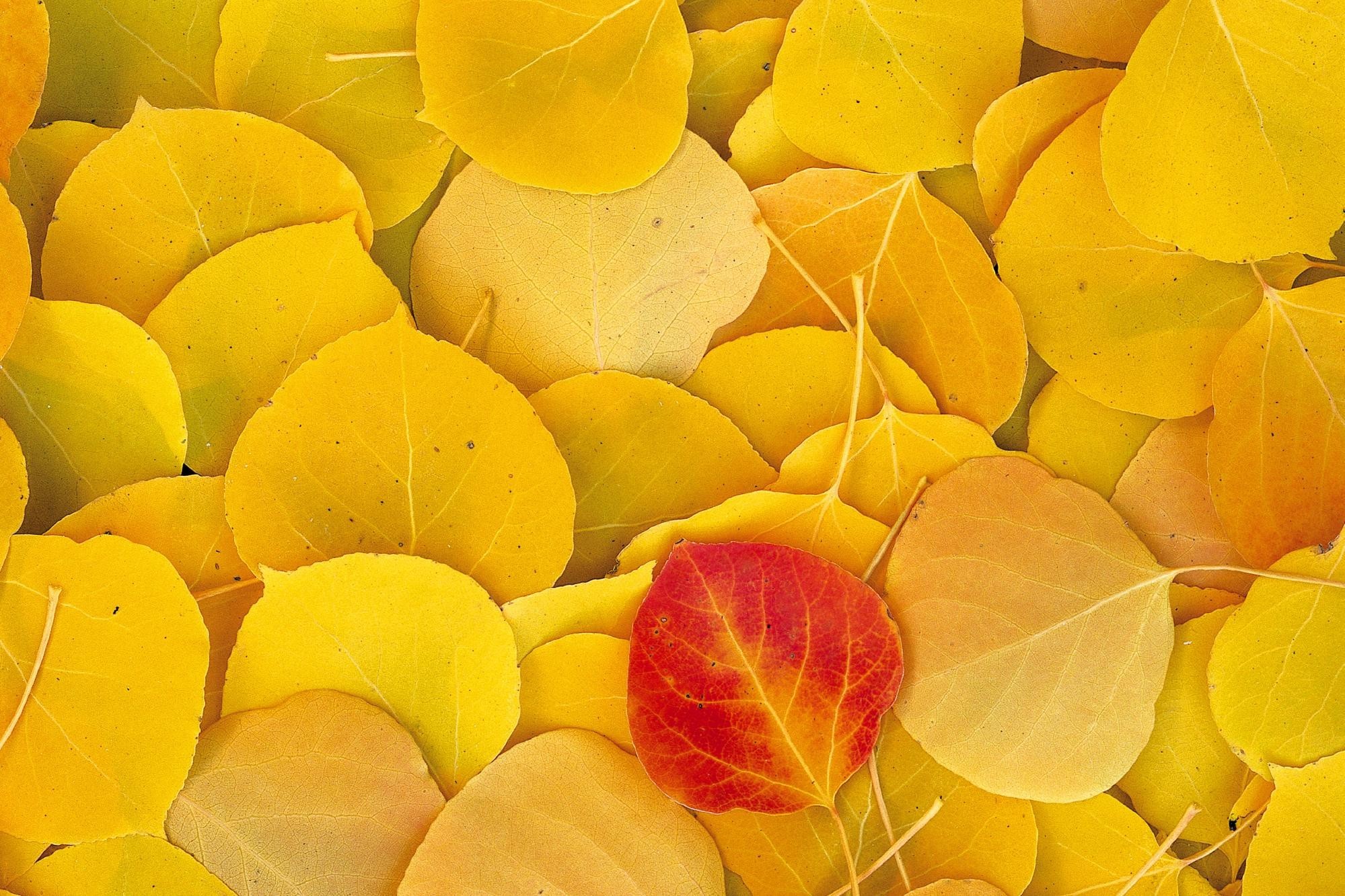 Обои листья, осень, желтые, leaves, autumn, yellow разрешение 1999x1333 Загрузить