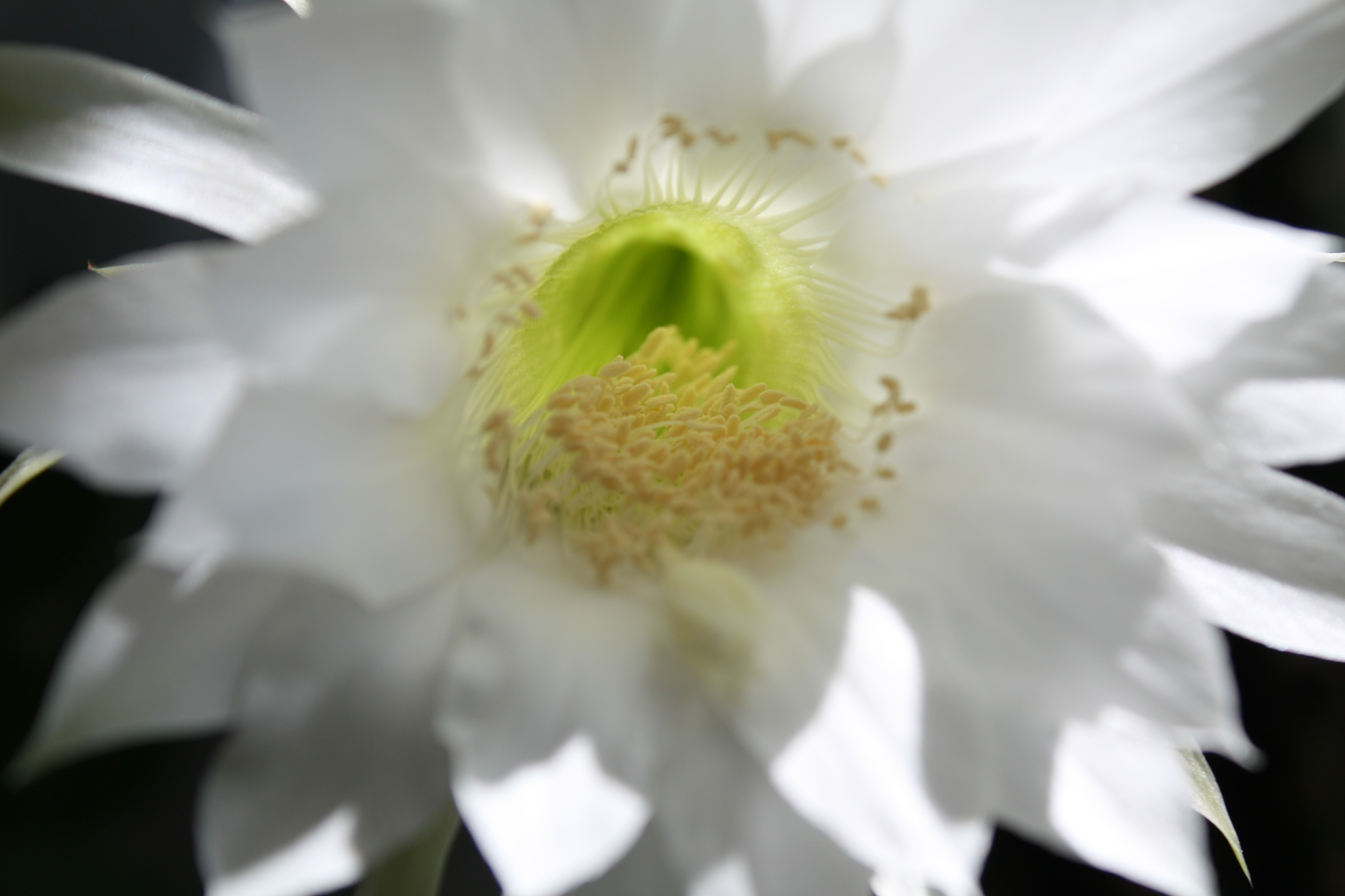 Обои макро, тычинки, кактус, macro, stamens, cactus разрешение 4272x2848 Загрузить