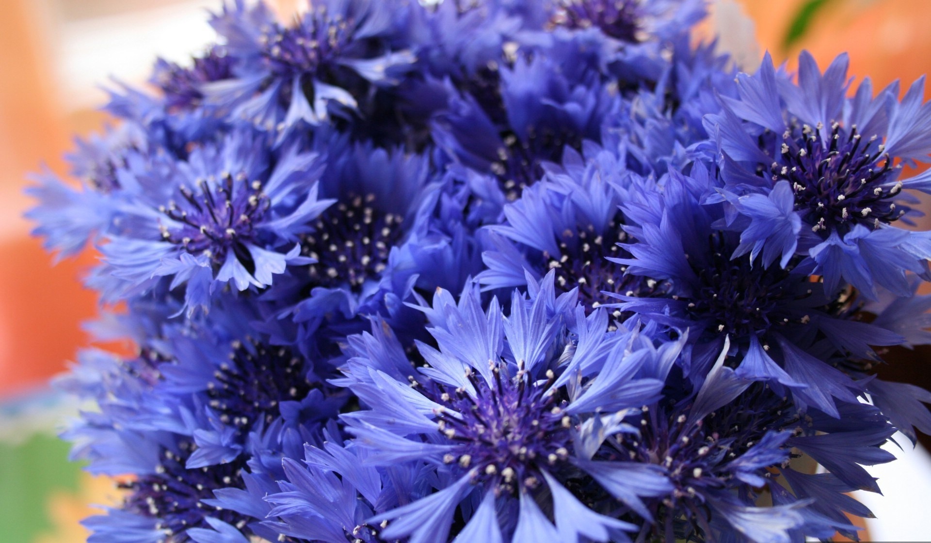 природа цветы синие васильки nature flowers blue cornflowers скачать