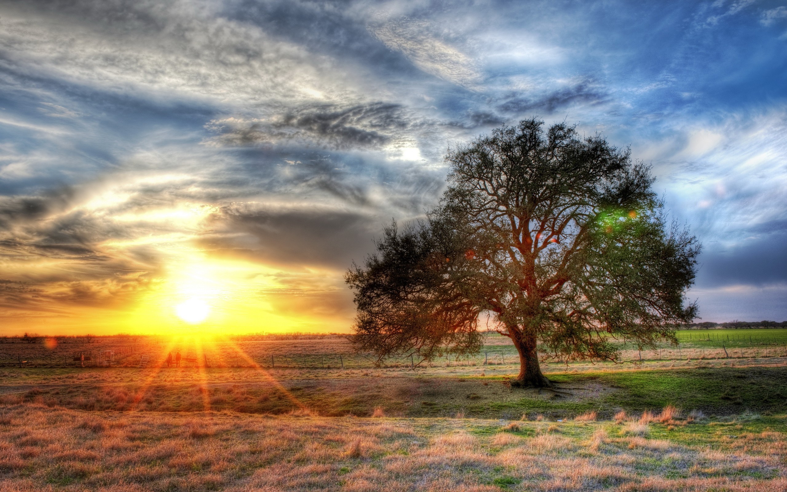 Обои солнце, дерево, поле, hdr, the sun, tree, field разрешение 2560x1600 Загрузить