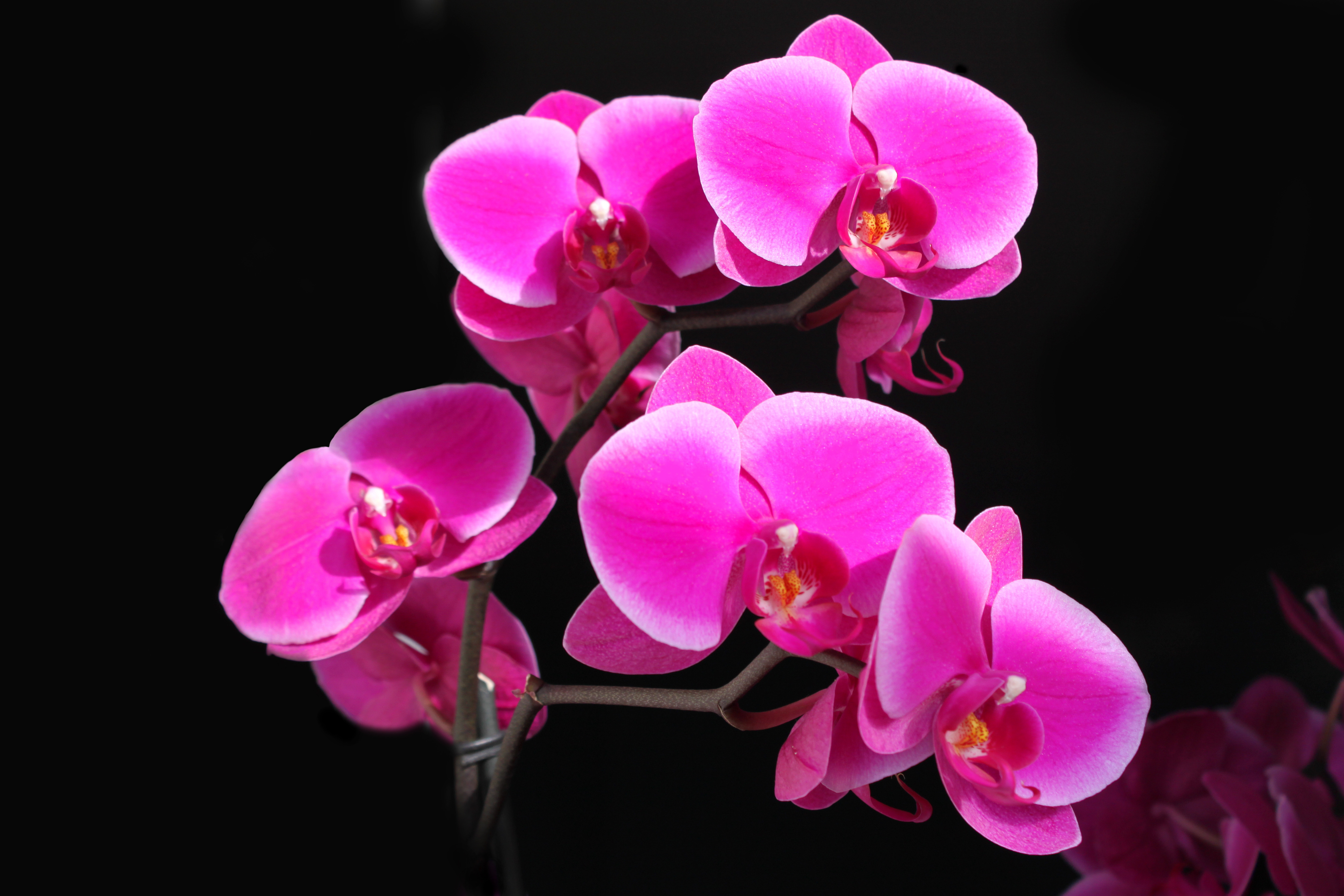 природа цветы розовые орхидеи nature flowers pink orchids скачать