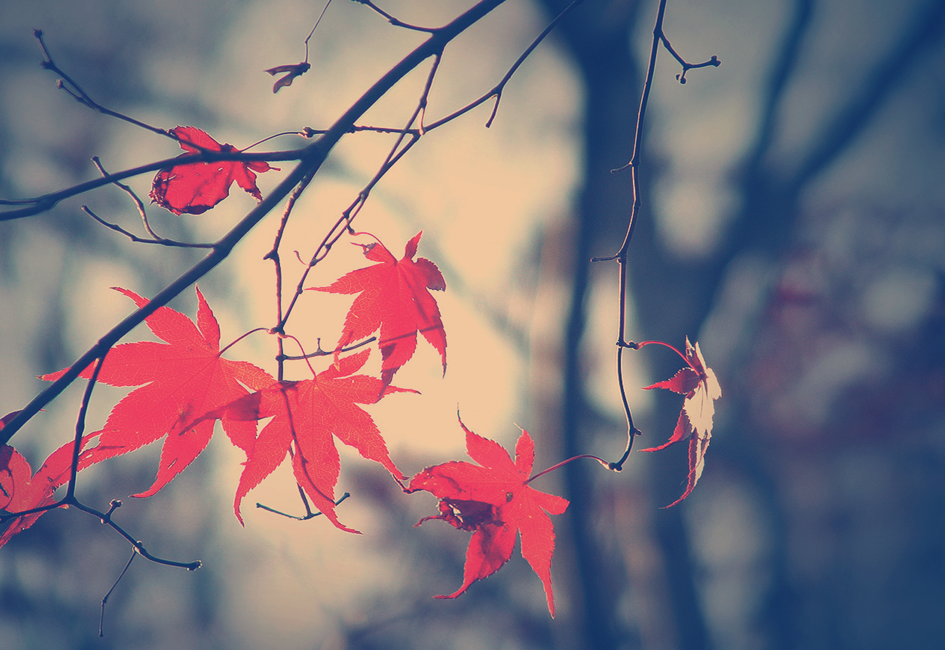 листья осень ветви бесплатно