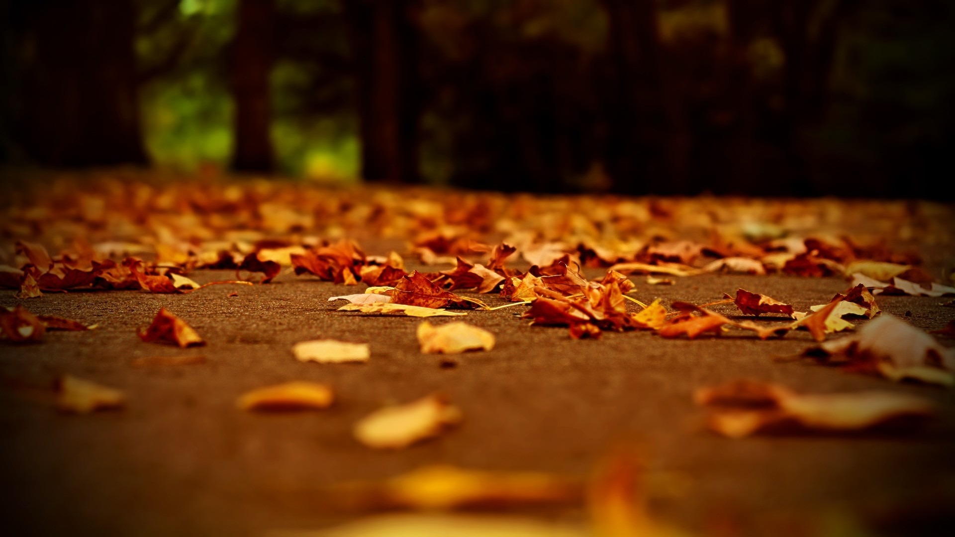 Обои дорога, вечер, листья, осень, осенние листья, road, the evening, leaves, autumn, autumn leaves разрешение 1920x1080 Загрузить