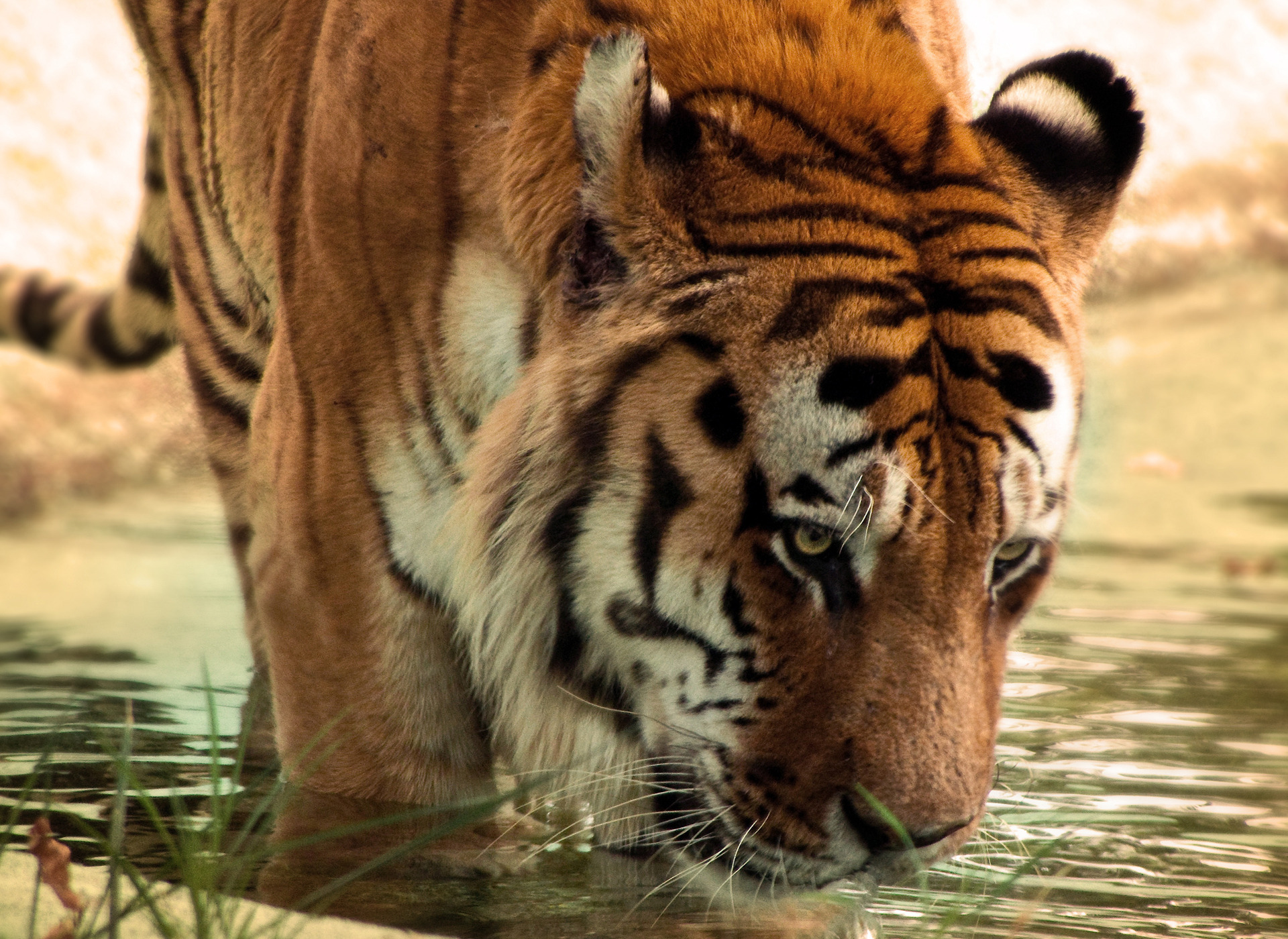Тигр с тигрёнком бесплатно