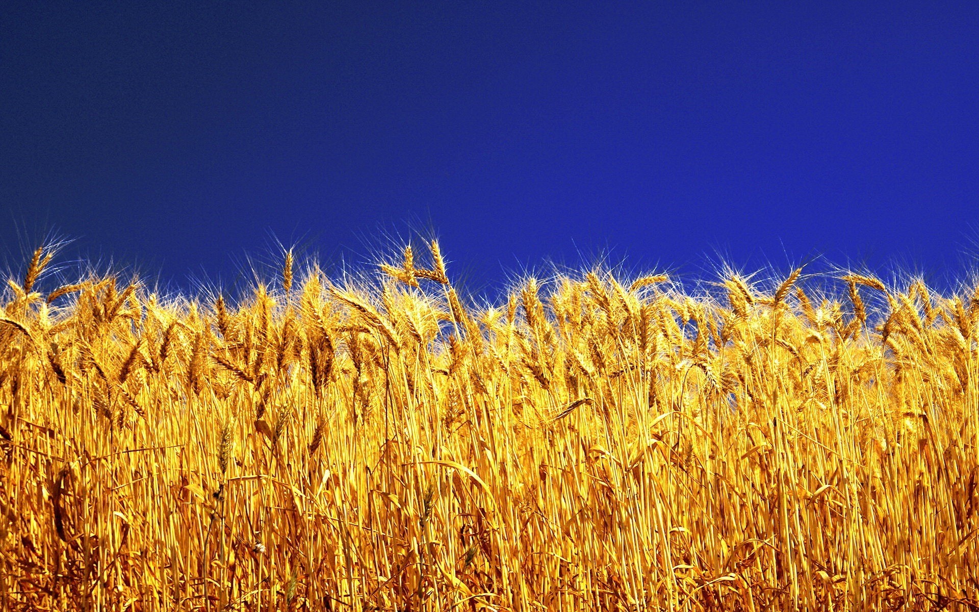 природа поле пшеница небо облака nature field wheat the sky clouds загрузить