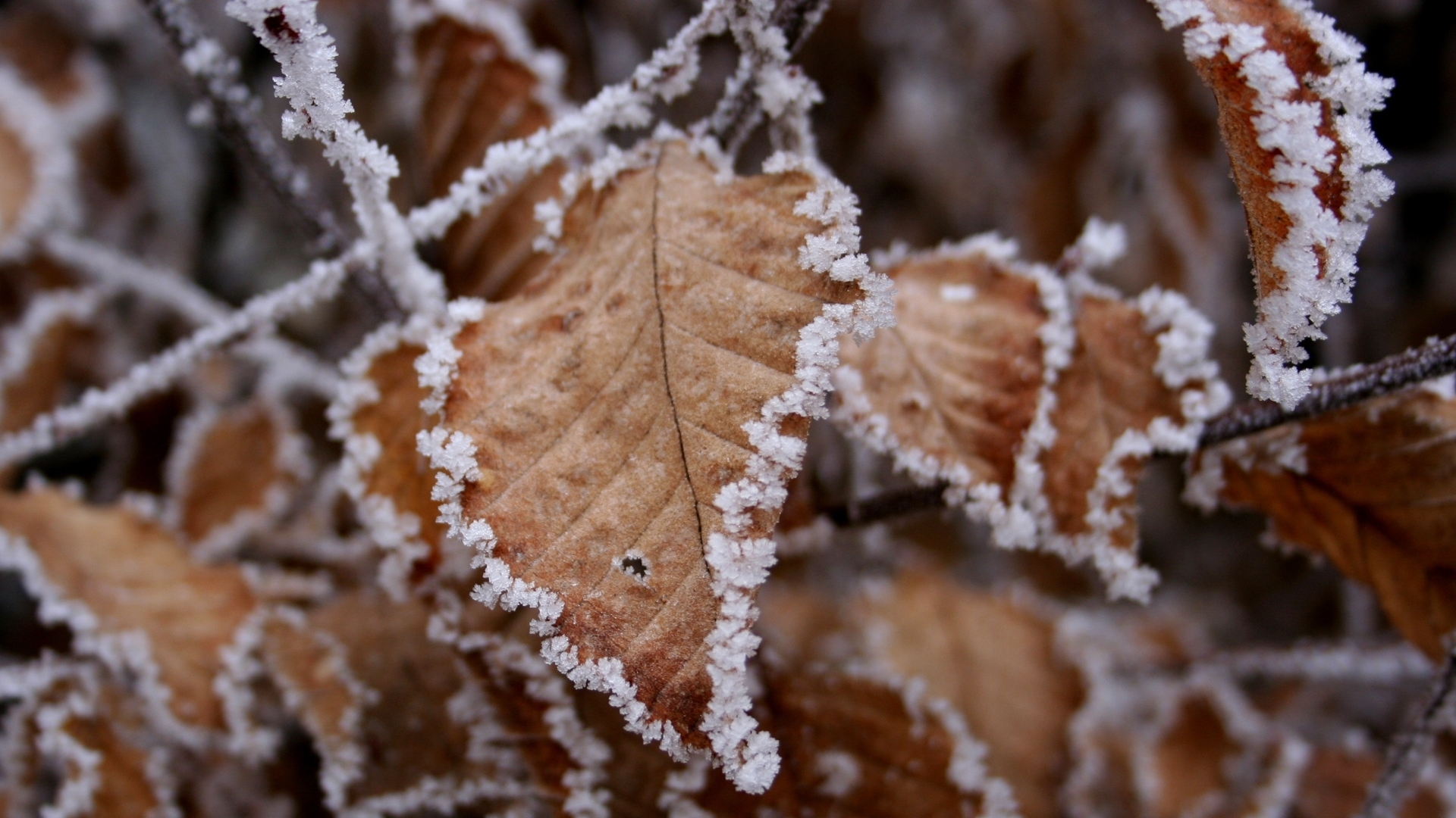 Обои снег, листья, налипание, snow, leaves, sticking разрешение 1920x1080 Загрузить