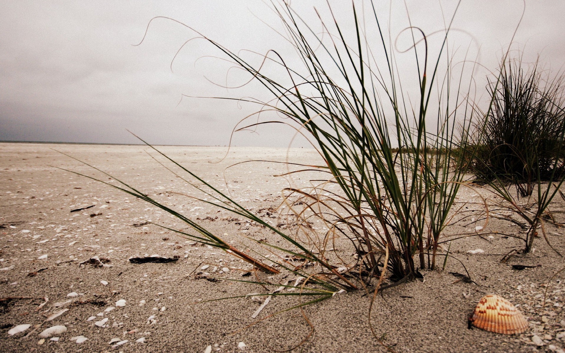 Обои трава, берег, песок, пляж, ракушка, grass, shore, sand, beach, shell разрешение 1920x1200 Загрузить