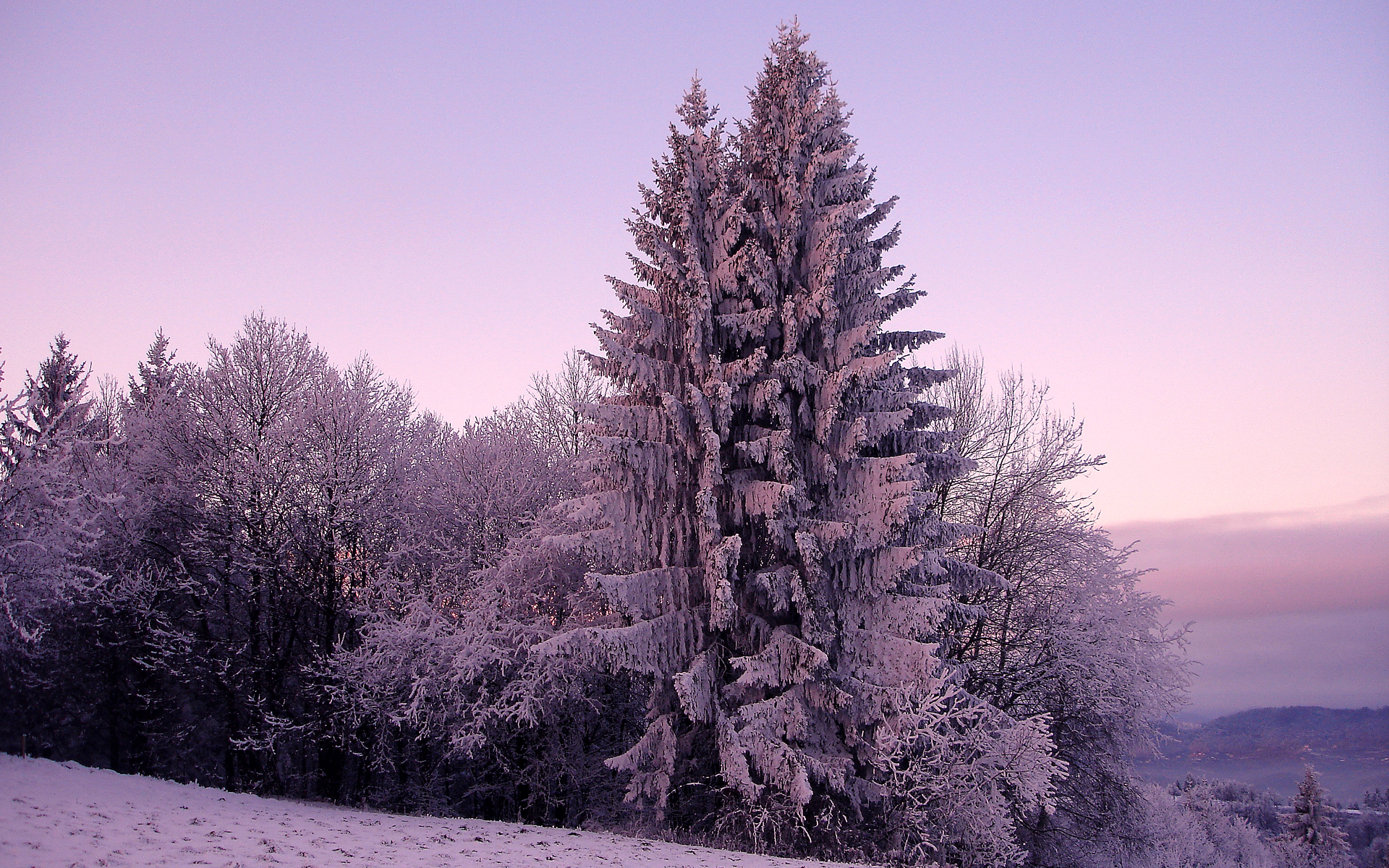 Зима снег деревья ели природа бесплатно