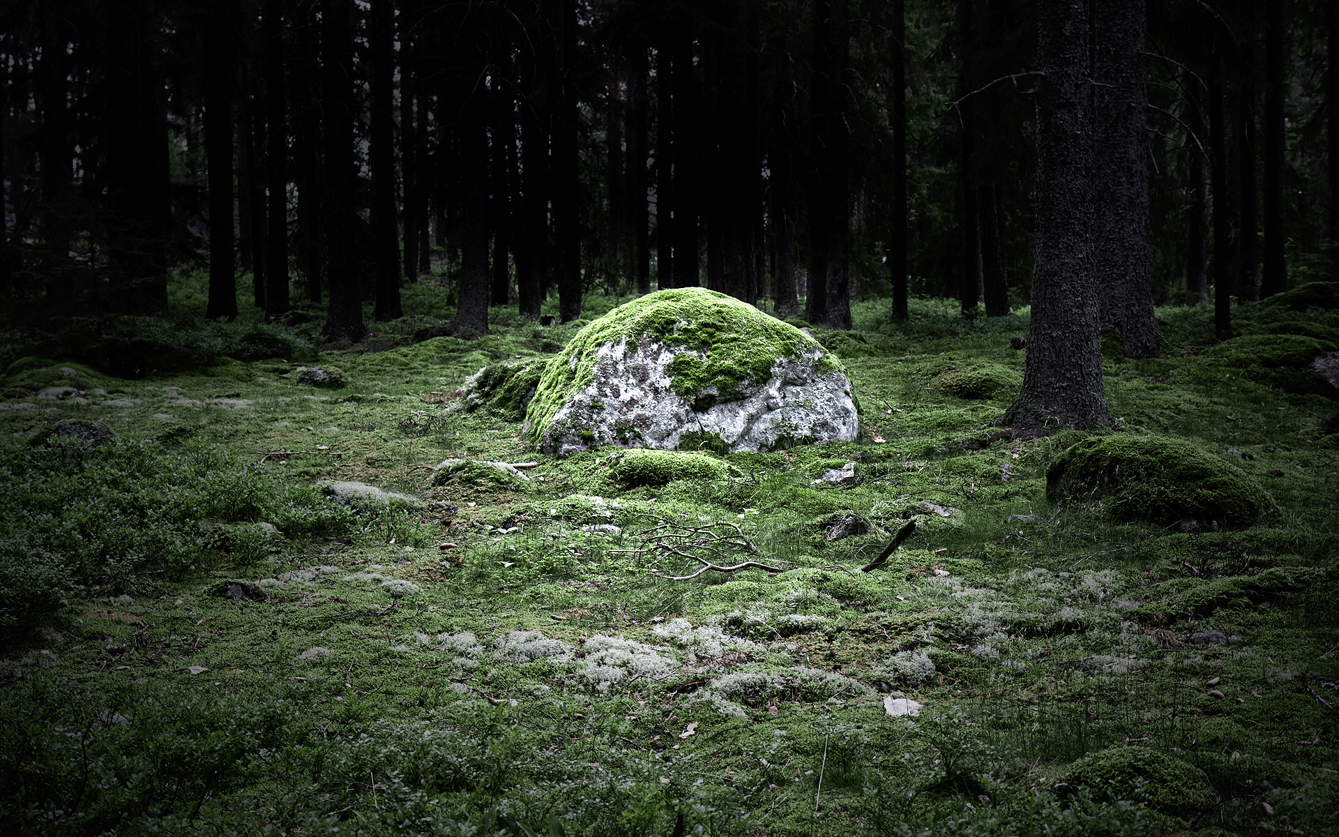 каменные плиты в лесу бесплатно