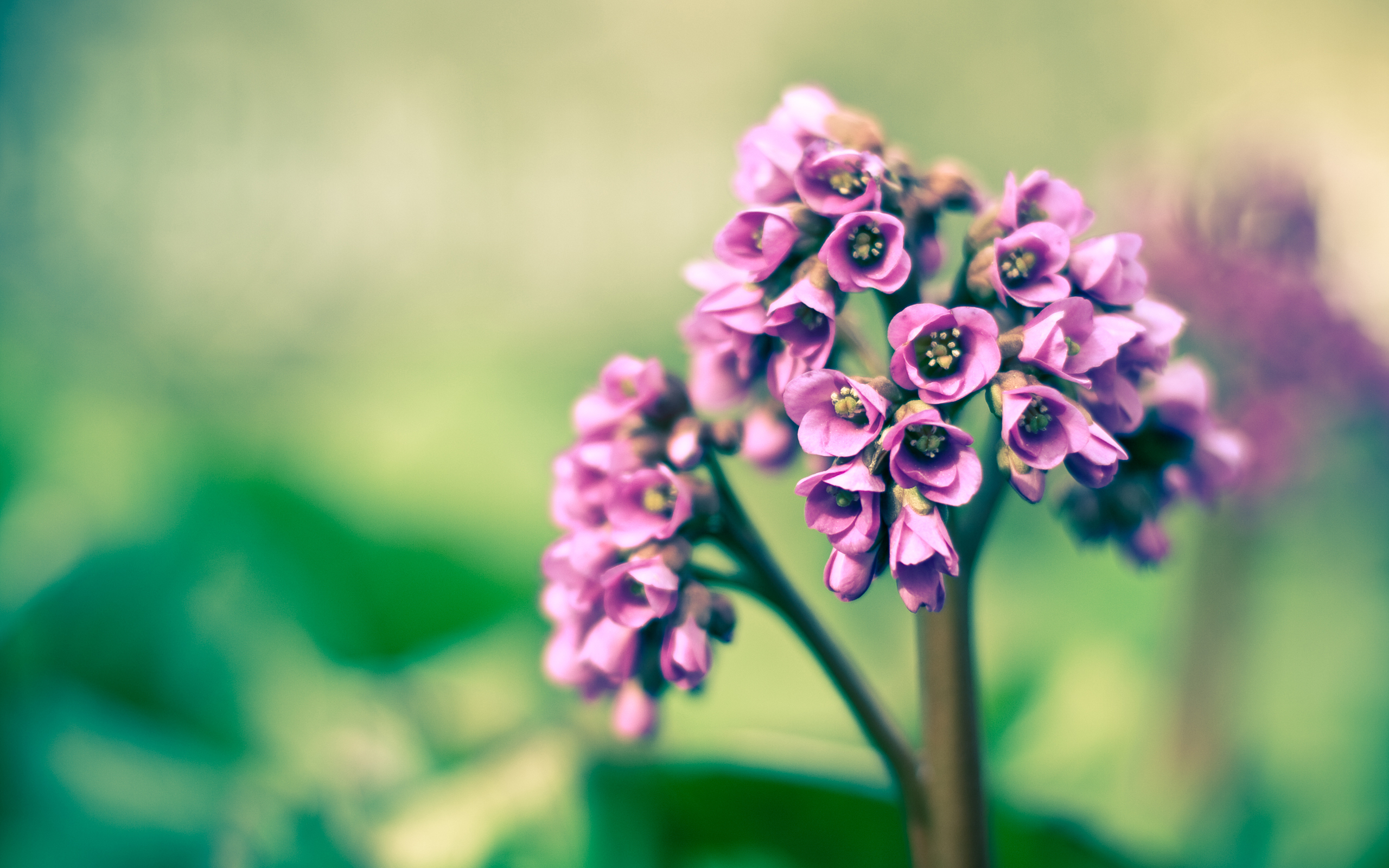 природа сиреневые цветы nature lilac flowers без смс