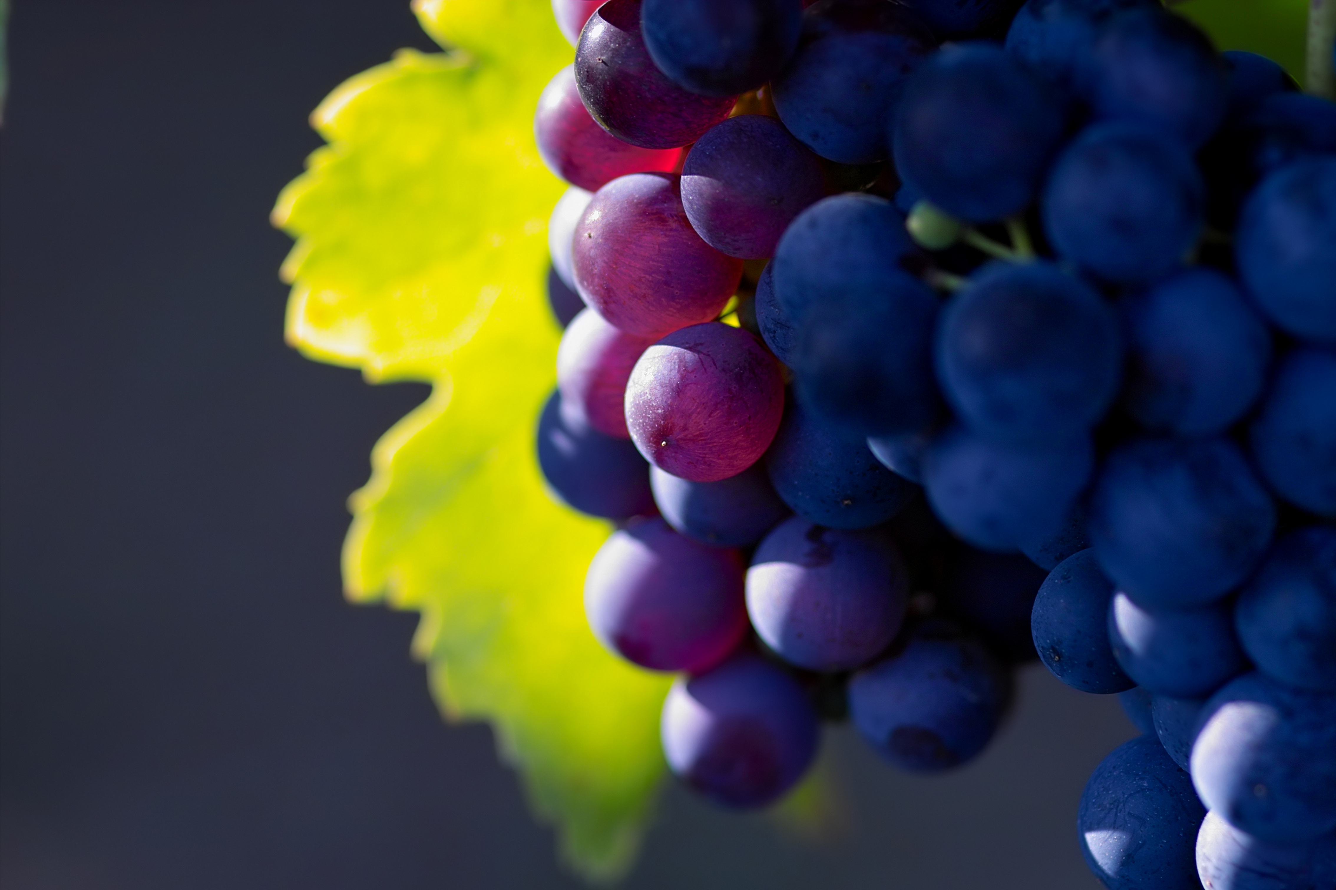 Различные сорта винограда без смс