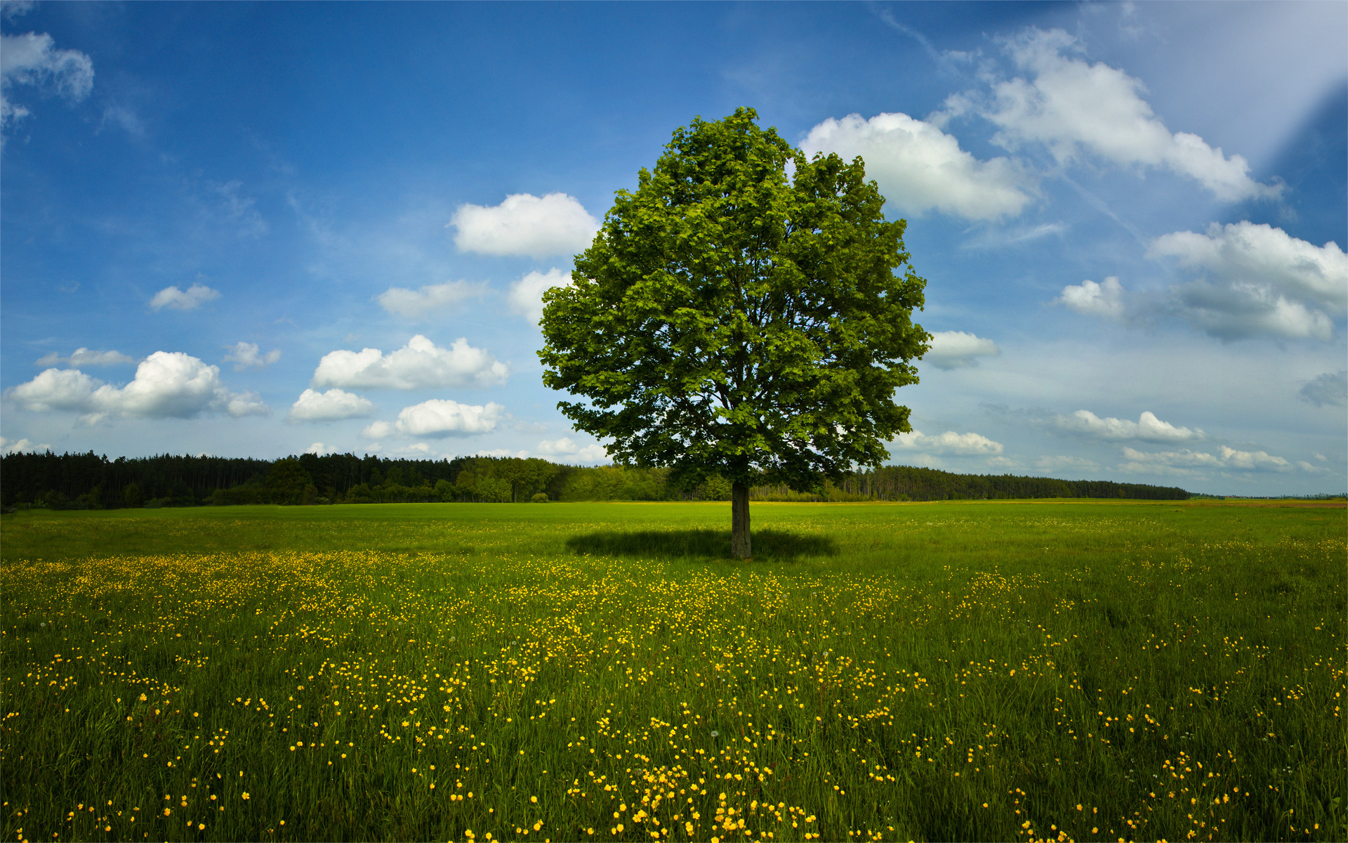 Фото деревьев лето. Природа деревья. Красивое дерево. Летний пейзаж. Дерево в поле.