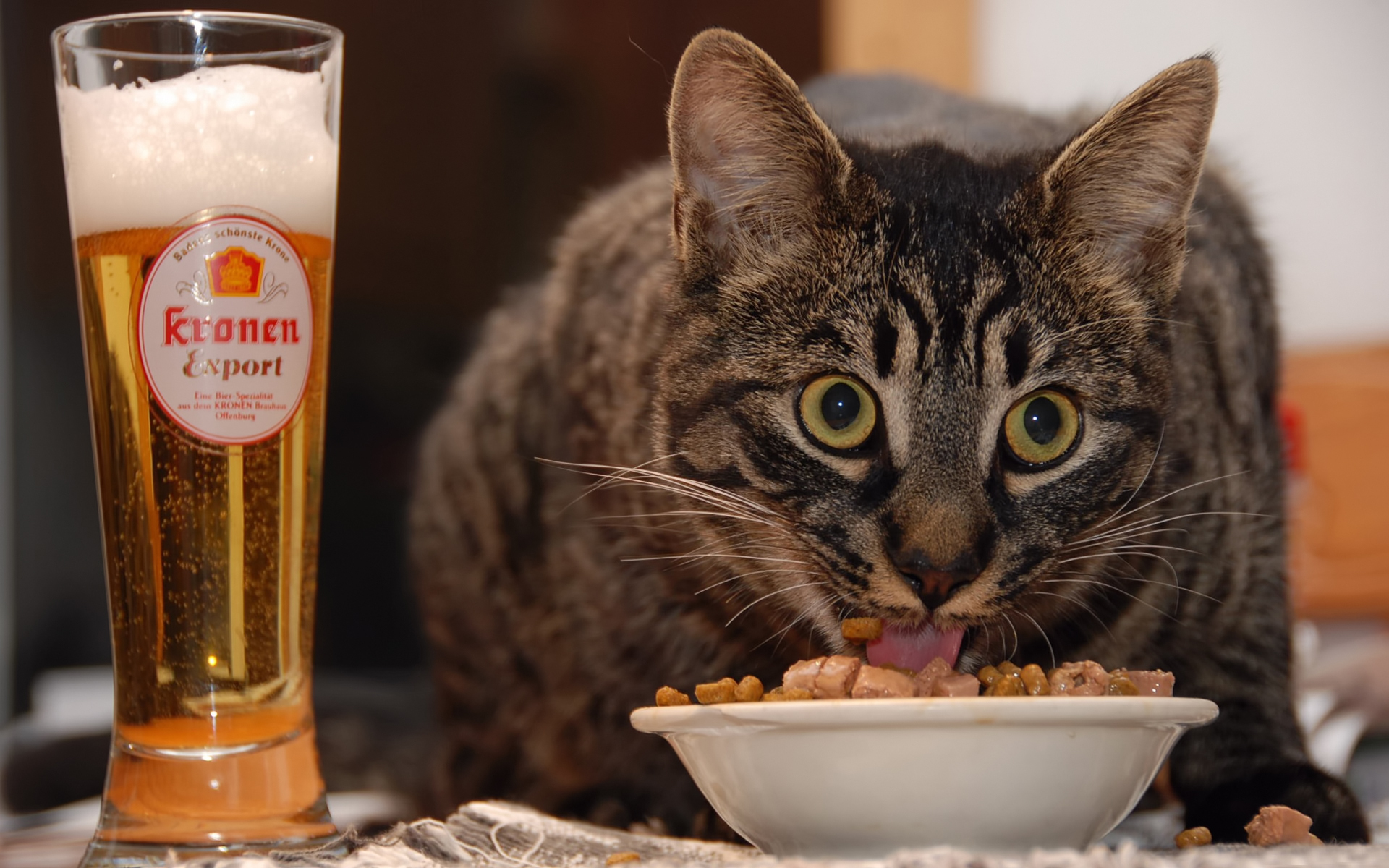 Обои глаза, кот, еда, взгляд, пиво, eyes, cat, food, look, beer разрешение 1920x1200 Загрузить