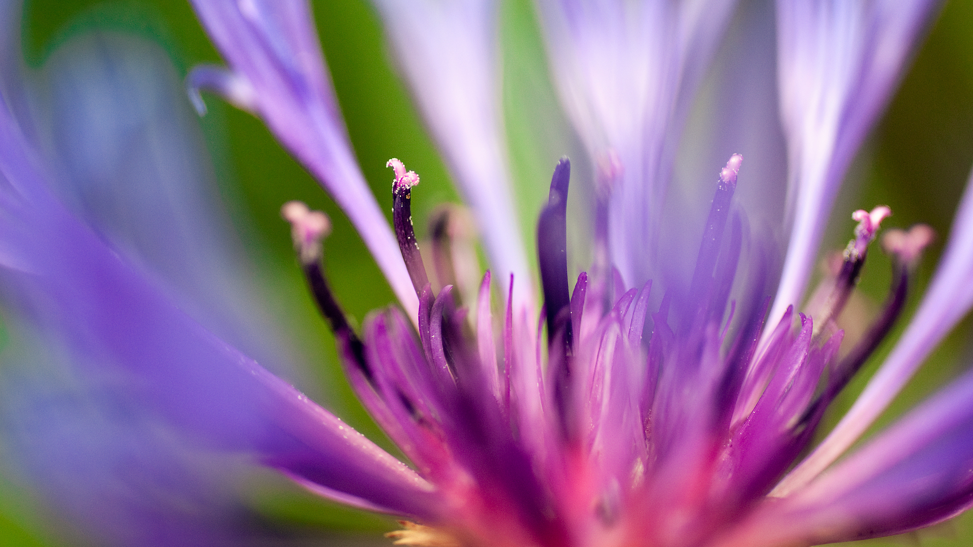 Обои макро, синий, цветок, лепестки, flash of summer, липестки, василек, сердцевина, macro, blue, flower, petals, lipestki, cornflower, core разрешение 1920x1080 Загрузить