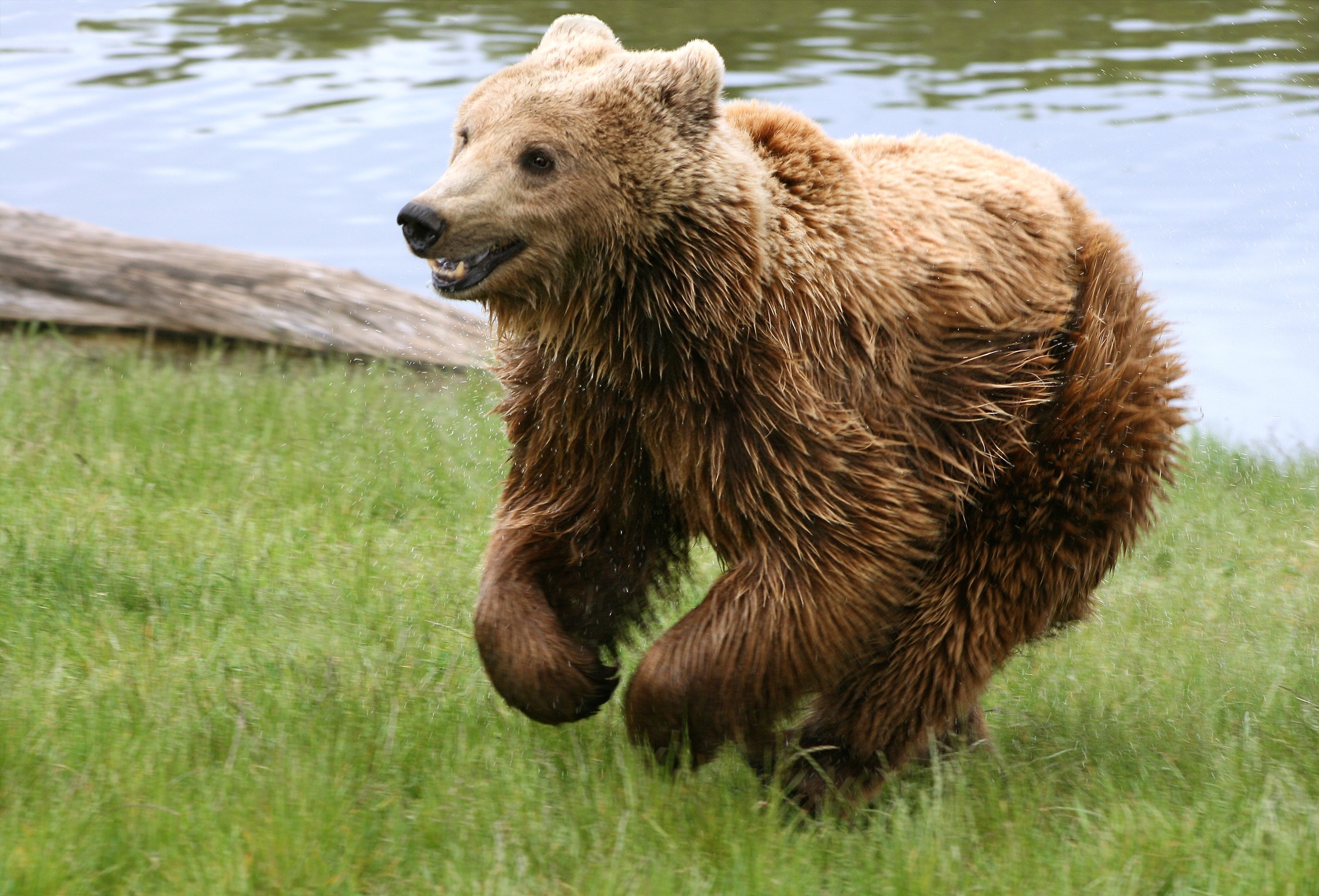 Обои трава, река, медведь, grass, river, bear разрешение 2247x1527 Загрузить