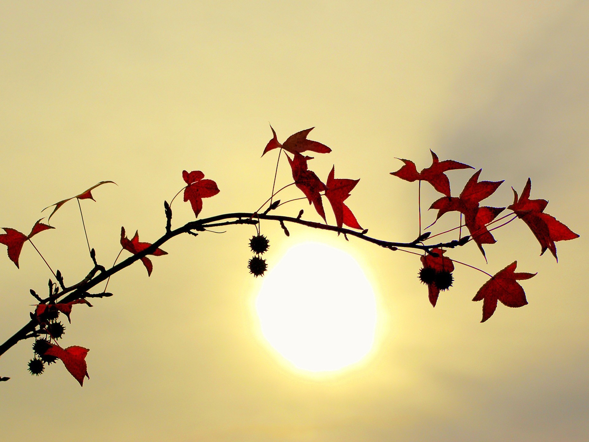 Обои ветка, солнце, листья, branch, the sun, leaves разрешение 1920x1440 Загрузить
