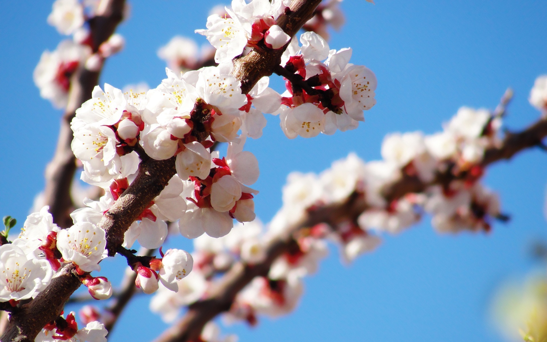цветение дерево весна без смс