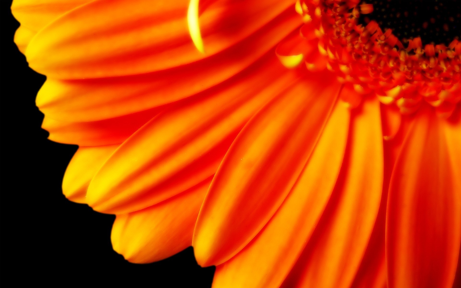 природа цветок оранжевый бесплатно