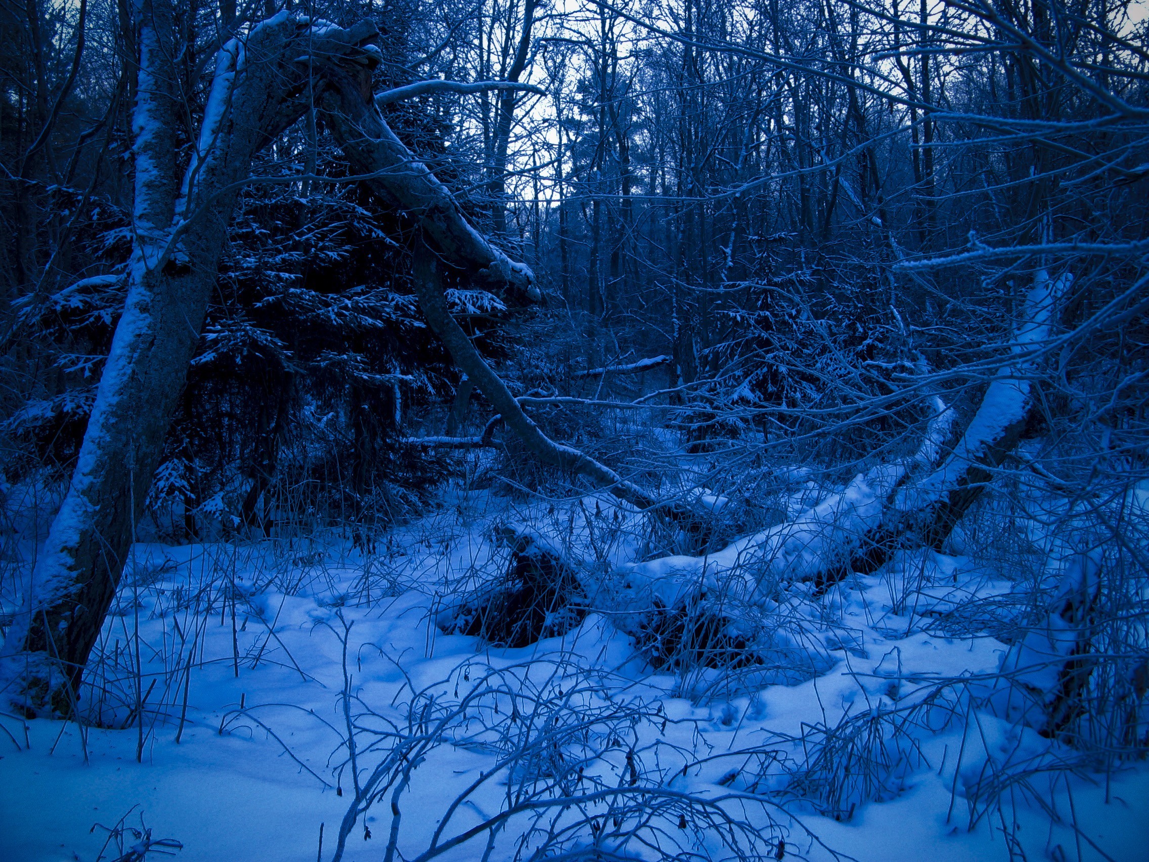 Обои лес, зима, синий, forest, winter, blue разрешение 2272x1704 Загрузить