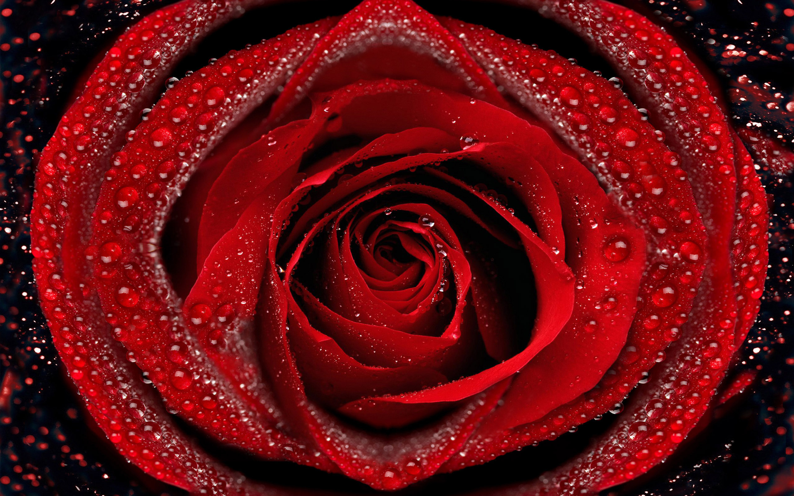 природа цветы красная роза загрузить
