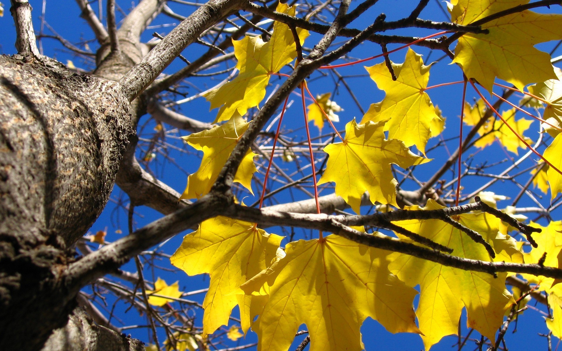 листья, осень, желтые обои (фото, картинки)