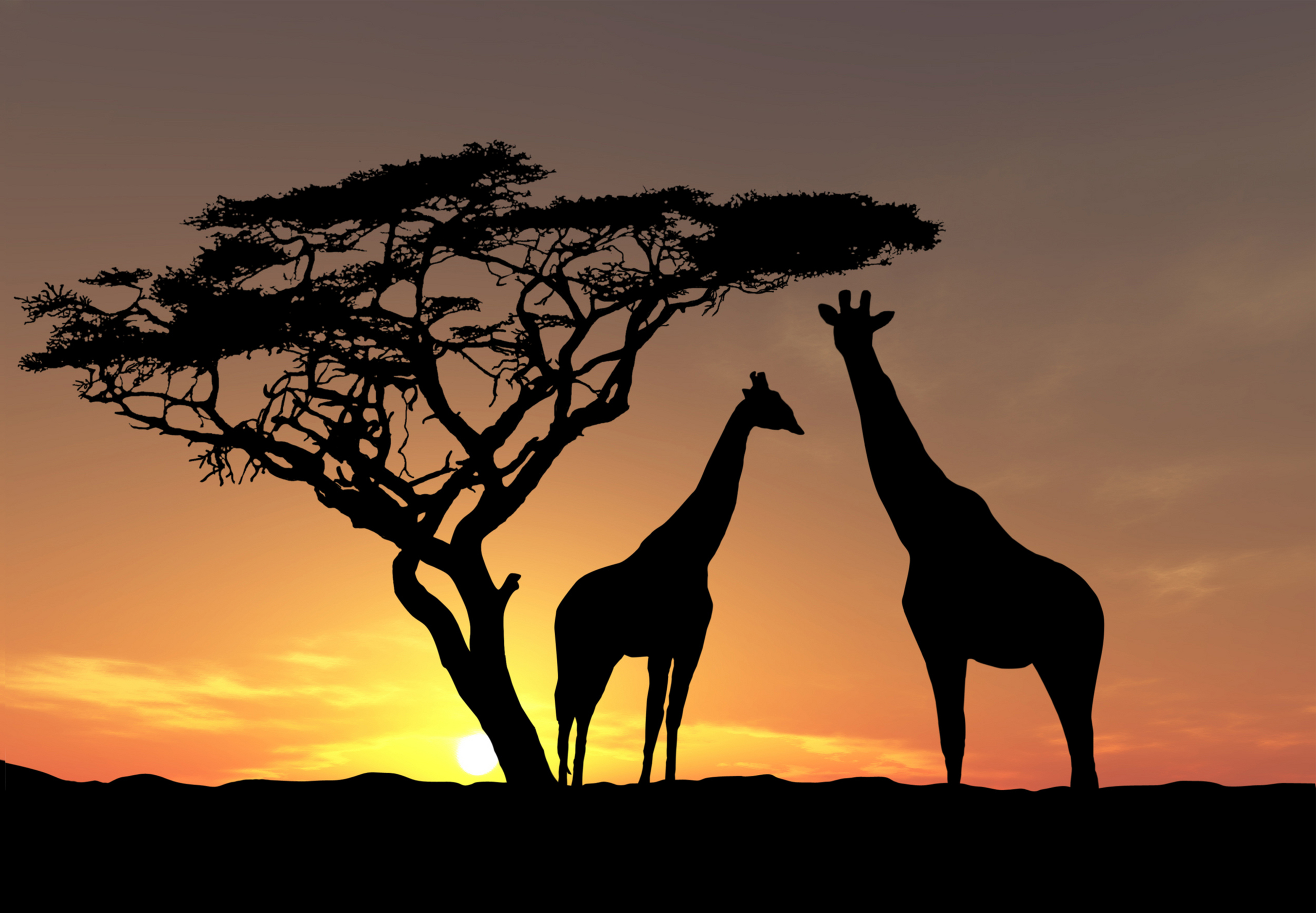 Обои небо, дикая природа, деревья, жирафы, вечер, солнце, фото, животные, закат солнца, африка, the sky, wildlife, trees, giraffes, the evening, the sun, photo, animals, sunset, africa разрешение 2560x1777 Загрузить