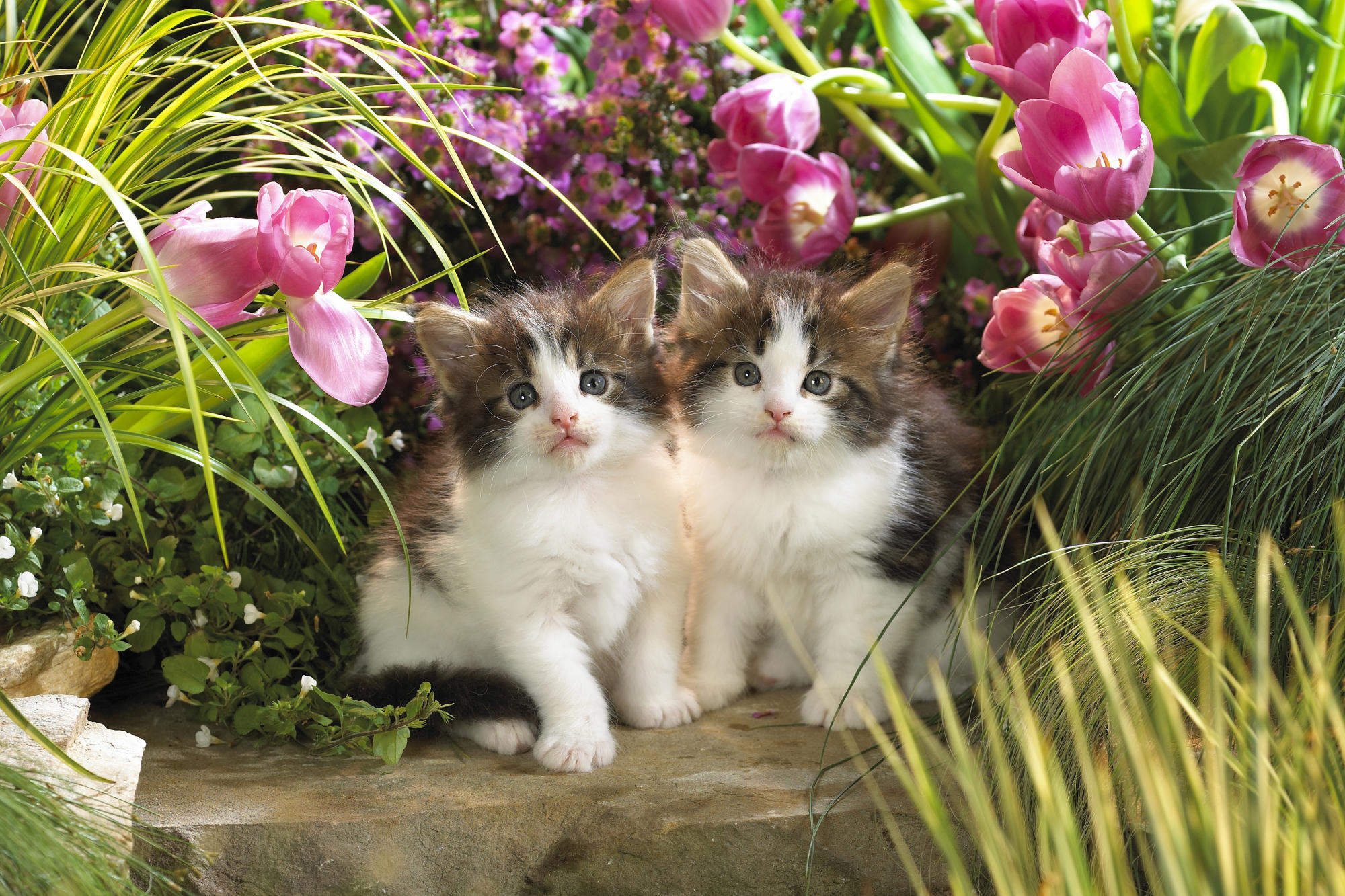 кот котенок природа цветы трава животное загрузить