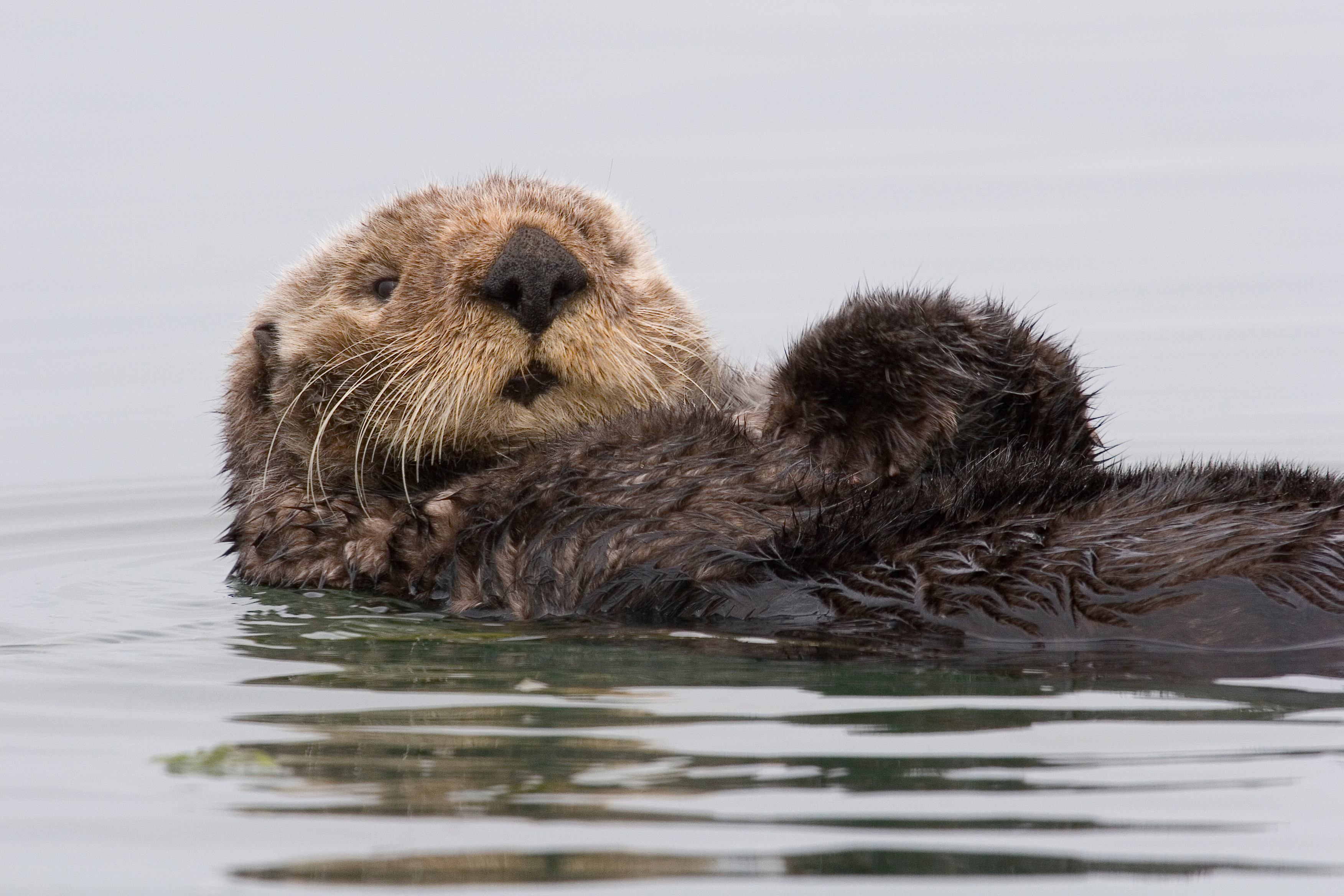 Обои вода, калифорния, калан, морская выдра, выдра, water, ca, kalan, sea otter, otter разрешение 3504x2336 Загрузить