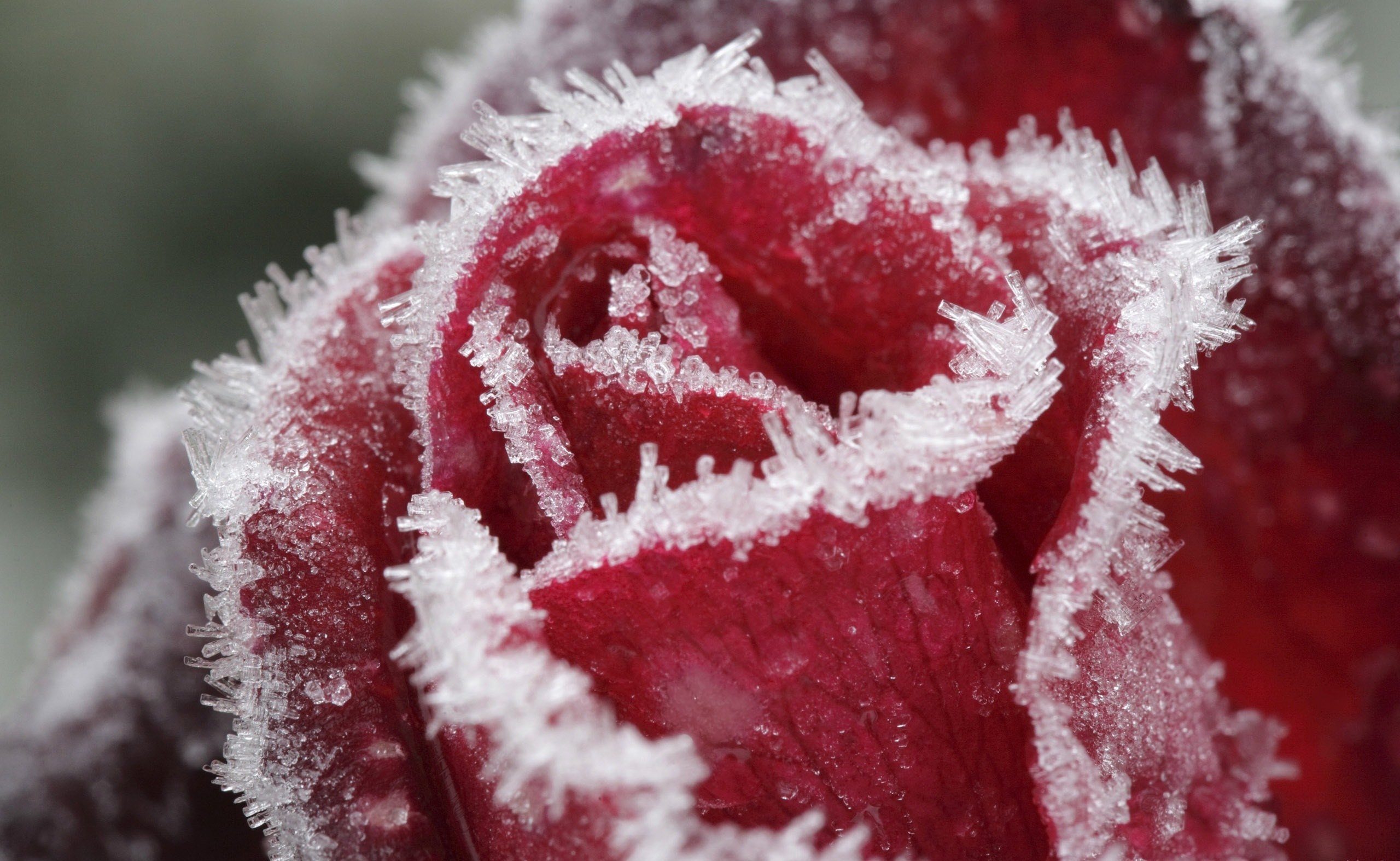 Обои роза, лёд, красный, rose, ice, red разрешение 2560x1574 Загрузить
