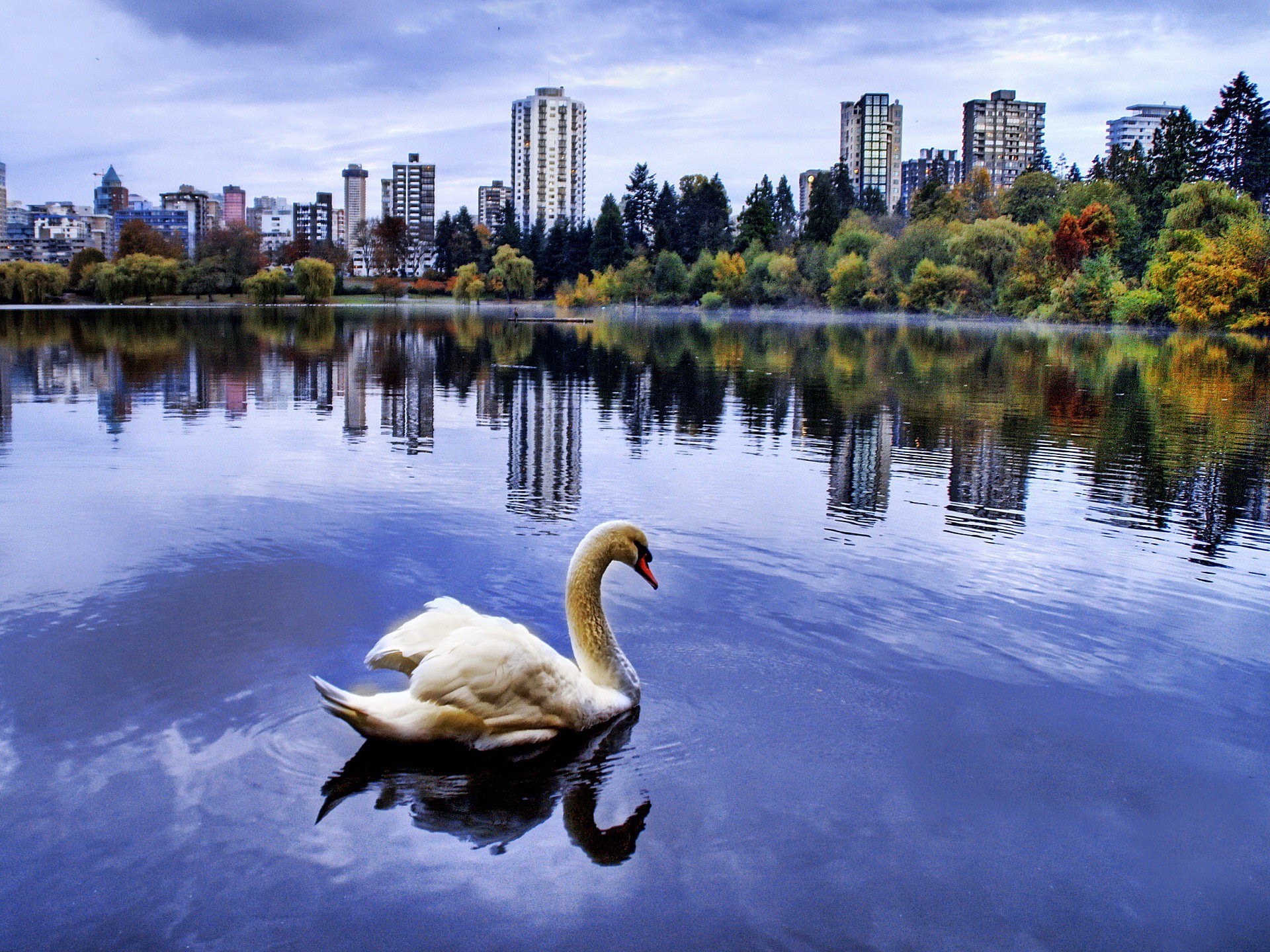 Обои город, пруд, лебедь, the city, pond, swan разрешение 1920x1440 Загрузить