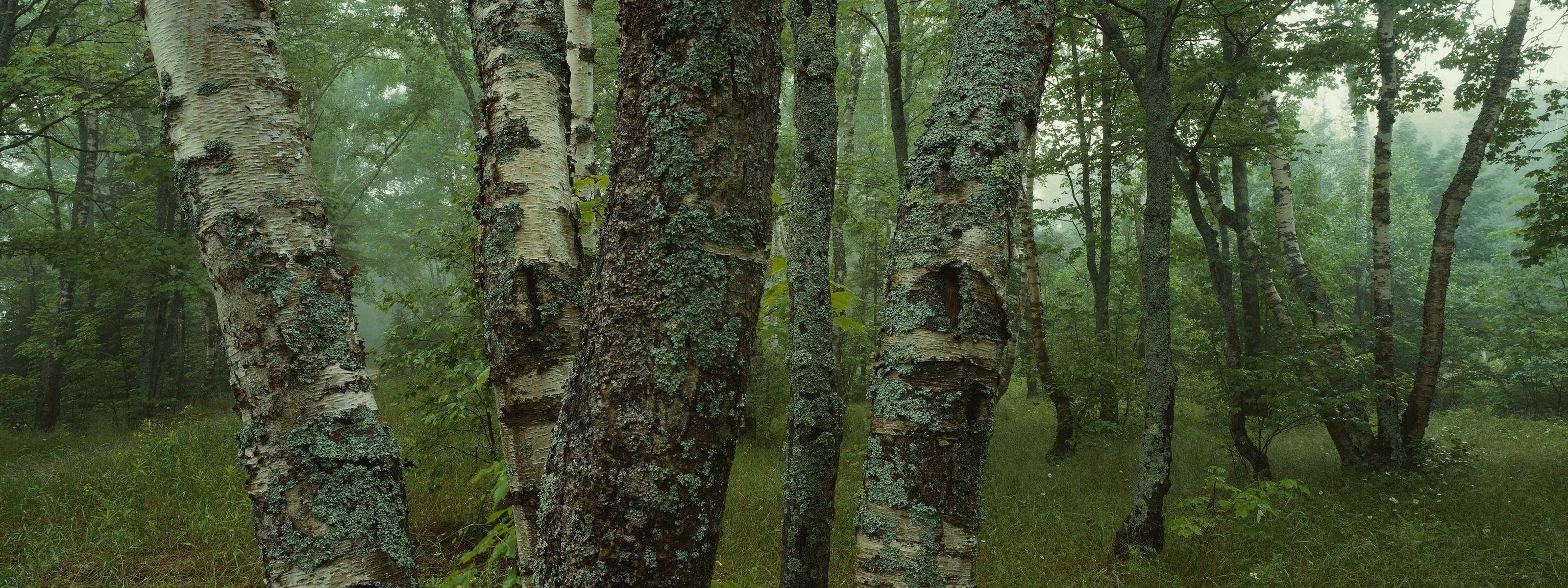 Обои деревья, лес, стволы, березы, мох, кора, trees, forest, trunks, birch, moss, bark разрешение 3200x1200 Загрузить