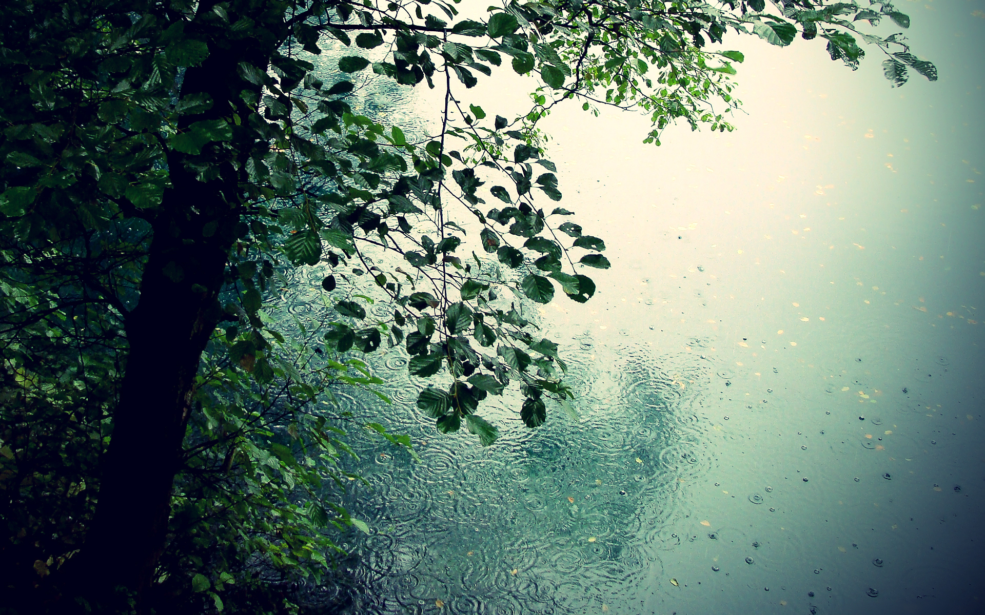 природа дождь без смс