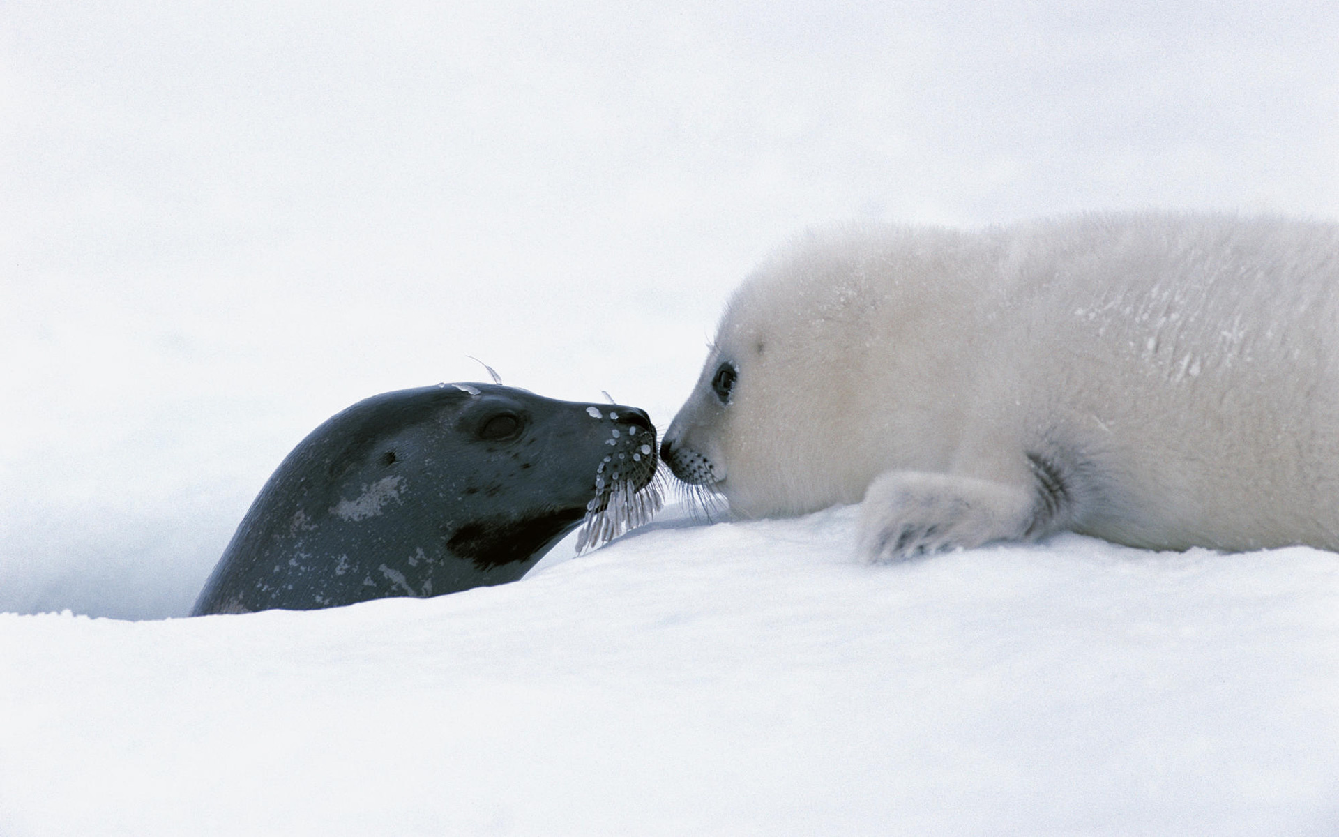 Обои снег, тюлень, детские, детеныш, белёк, арктика. тюлень, snow, seal, baby, cub, belek, arctic. seal разрешение 1920x1200 Загрузить