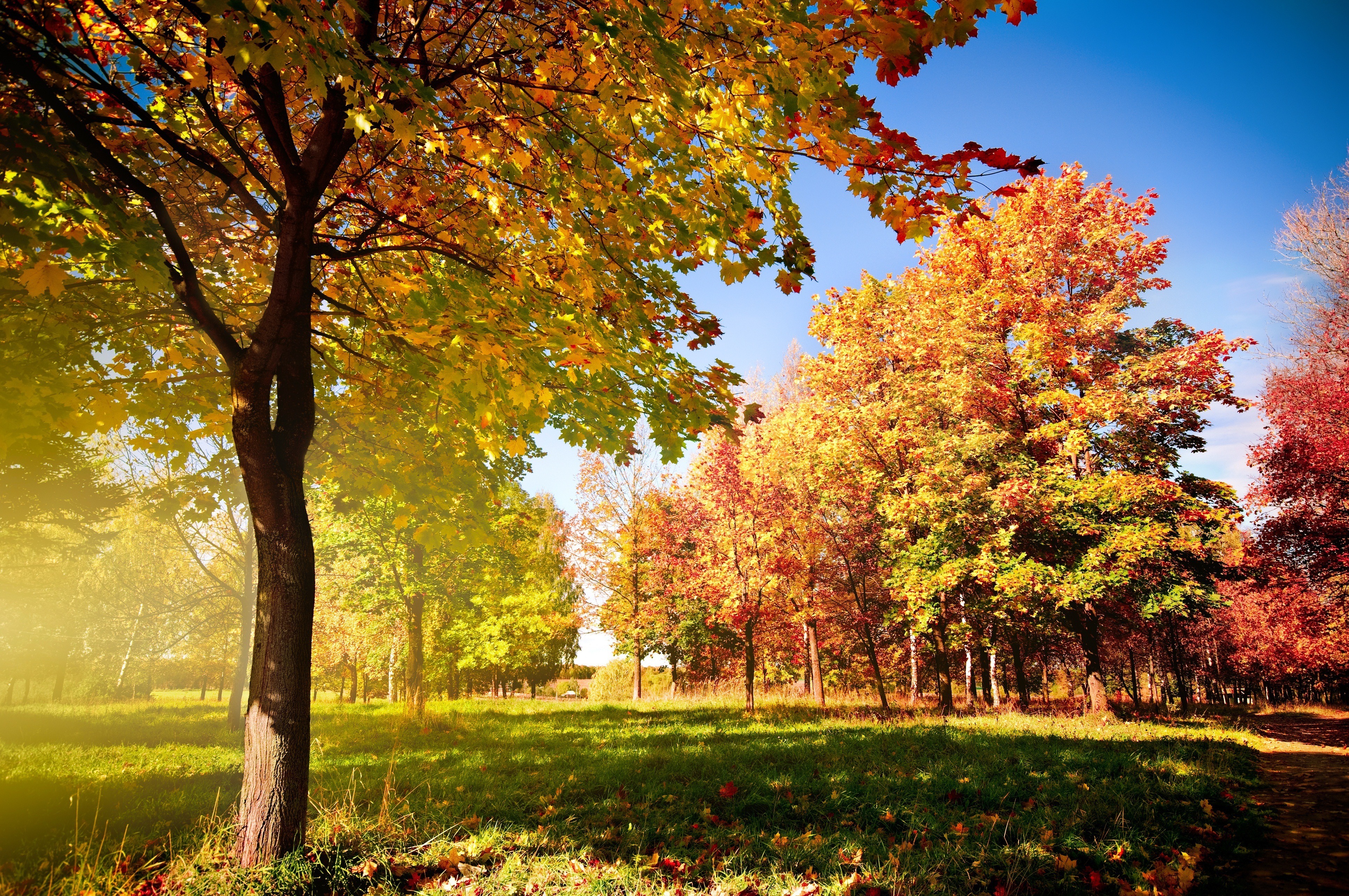 Картинки на заставку. Ранняя осень. Красивая осень. Осенний пейзаж. Природа осень.