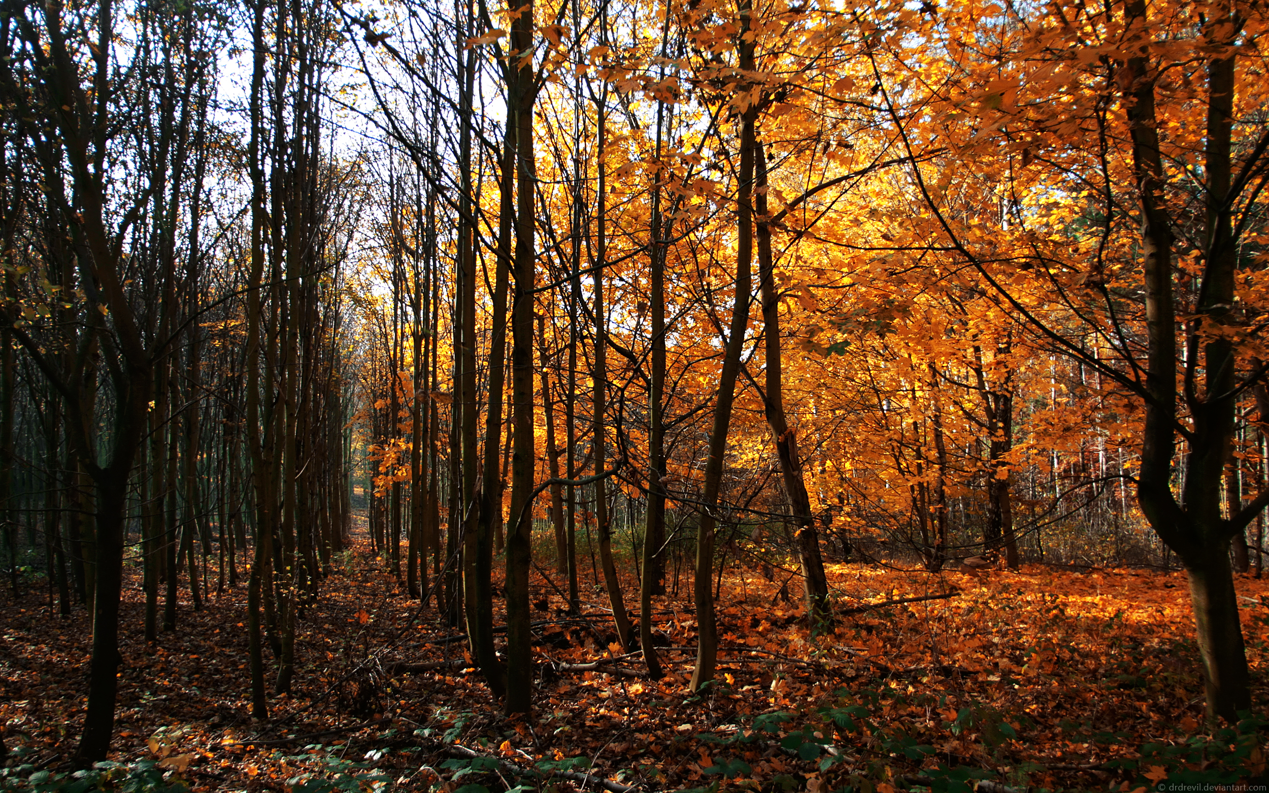 Обои деревья, осень, германия, way of wood, trees, autumn, germany разрешение 2500x1563 Загрузить