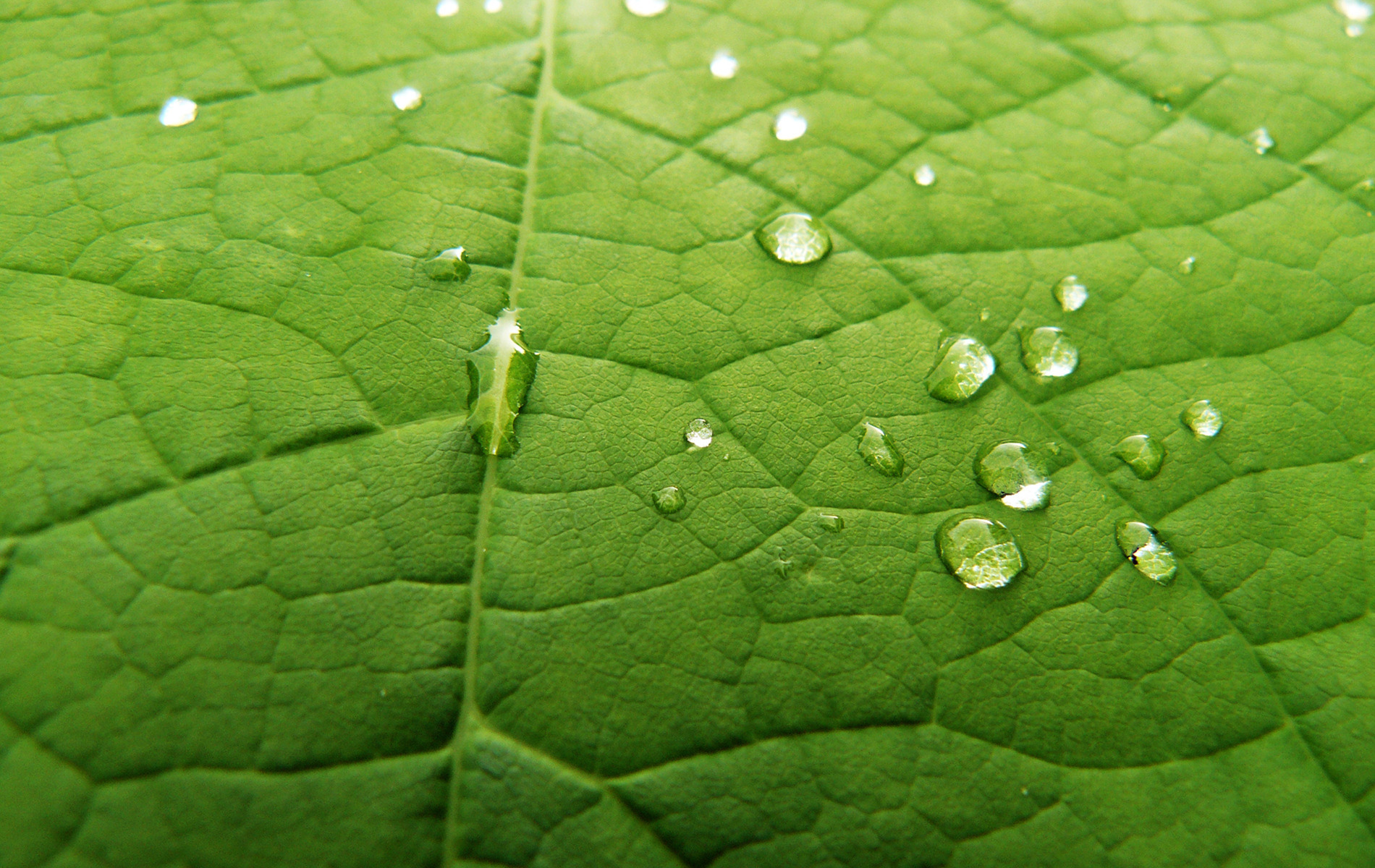 Обои капли, лист, leaf it green, drops, sheet разрешение 1900x1200 Загрузить