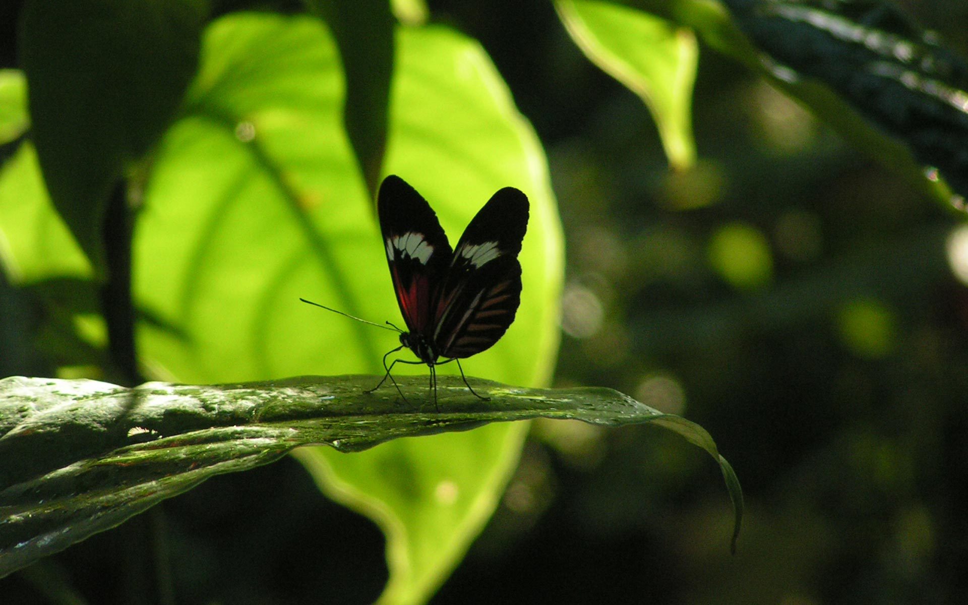 Обои насекомое, бабочка, листик, insect, butterfly, leaf разрешение 1920x1200 Загрузить