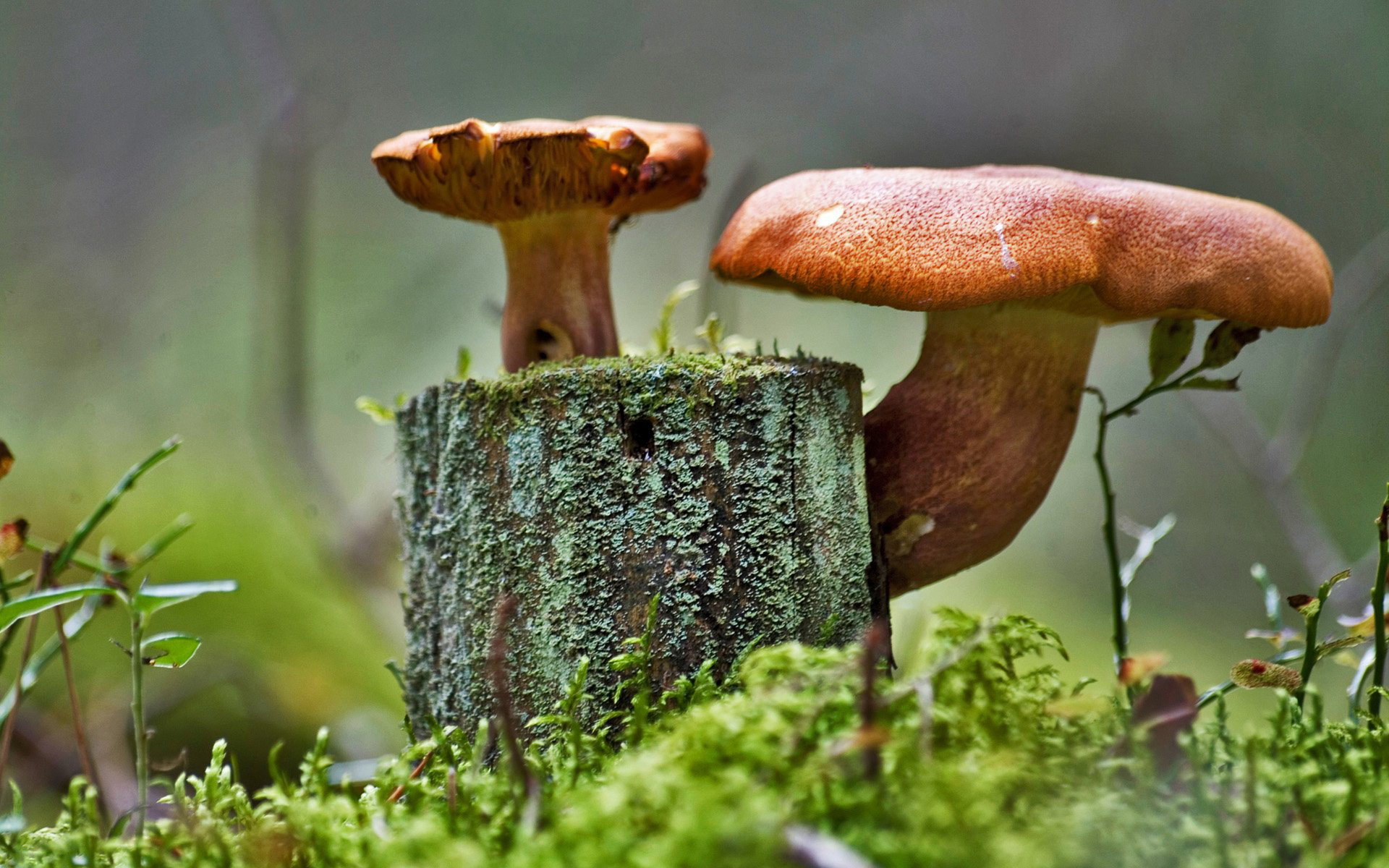 ядовитые грибы лес деревья бесплатно