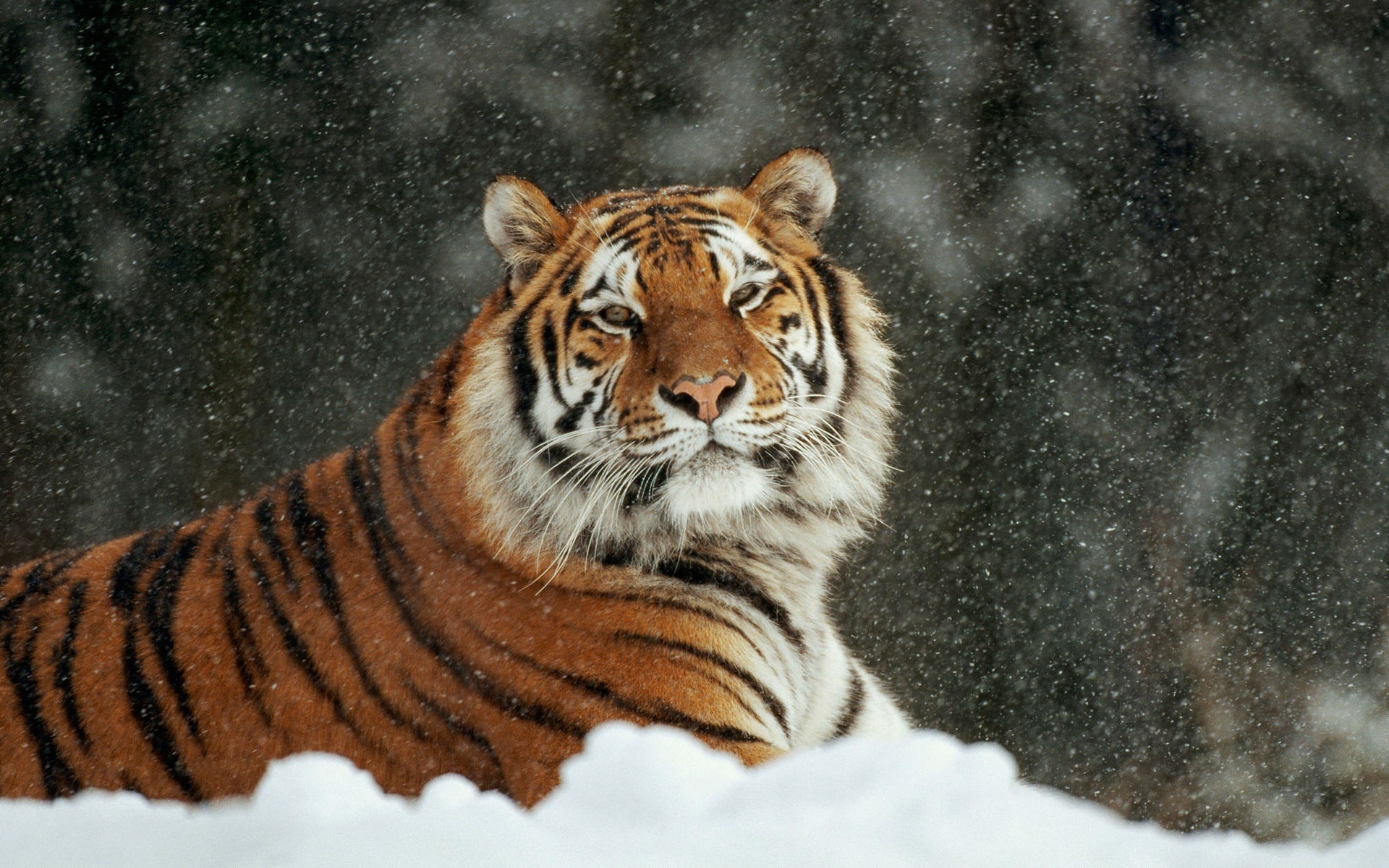 Сибирь Амурский тигр